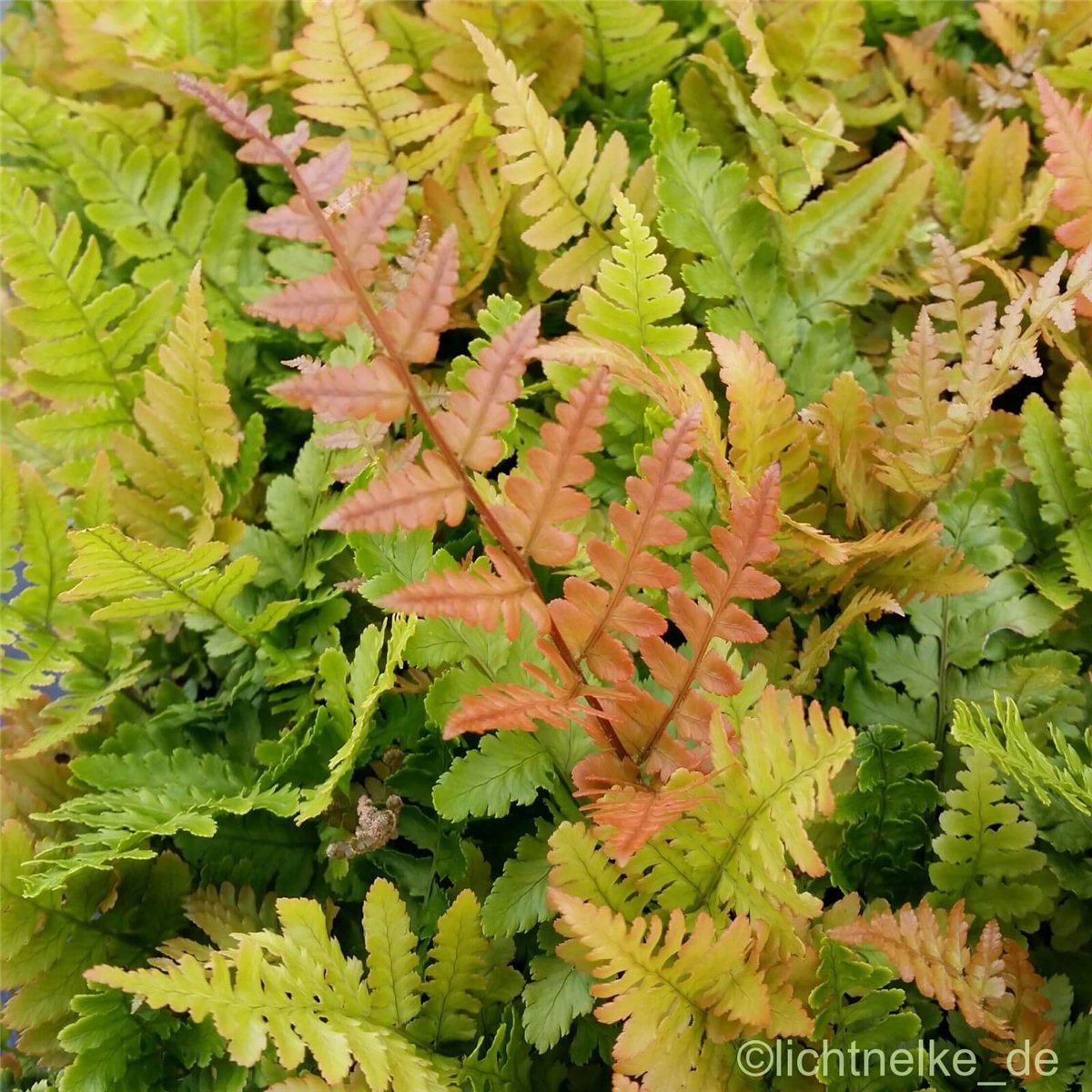 Rotschleierfarn\u0020\u0028Dryopteris\u0020erythrosora\u0029\u0020' Rotschleierfarn\u0020\u0028Dryopteris\u0020erythrosora\u0029\u0020'
