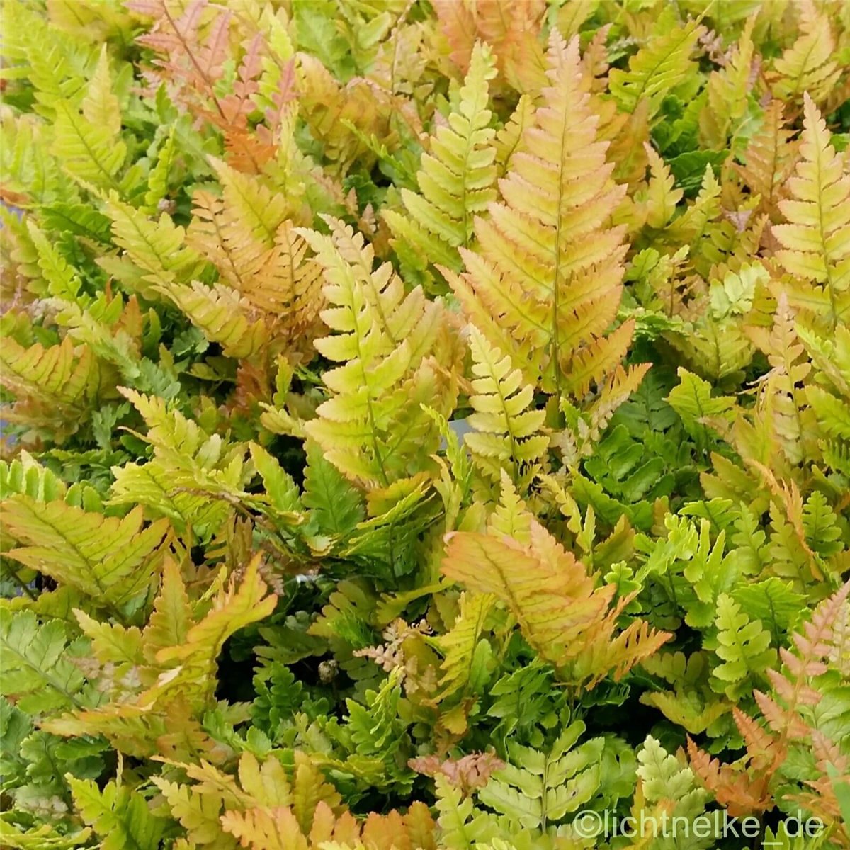 Rotschleierfarn\u0020\u0028Dryopteris\u0020erythrosora\u0029\u0020' Rotschleierfarn\u0020\u0028Dryopteris\u0020erythrosora\u0029\u0020'