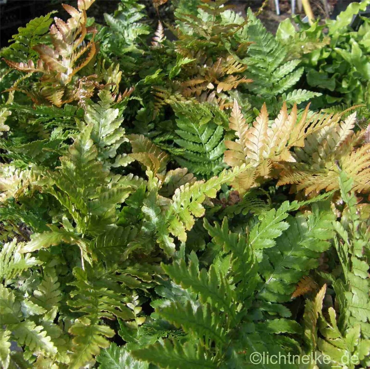 Rotschleierfarn\u0020\u0028Dryopteris\u0020erythrosora\u0029\u0020' Rotschleierfarn\u0020\u0028Dryopteris\u0020erythrosora\u0029\u0020'
