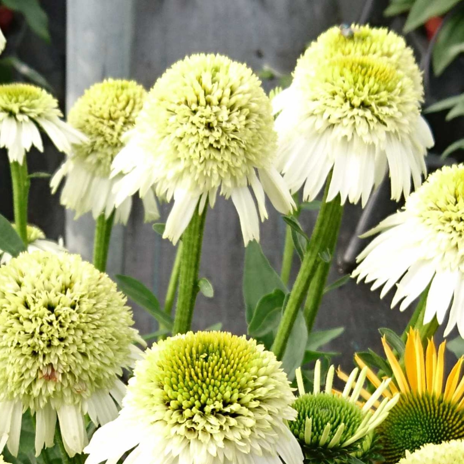 Sonnenhut\u0020\u0028Echinacea\u0020purpurea\u0029\u0020Delicious\u0020Nougat' Sonnenhut\u0020\u0028Echinacea\u0020purpurea\u0029\u0020Delicious\u0020Nougat'