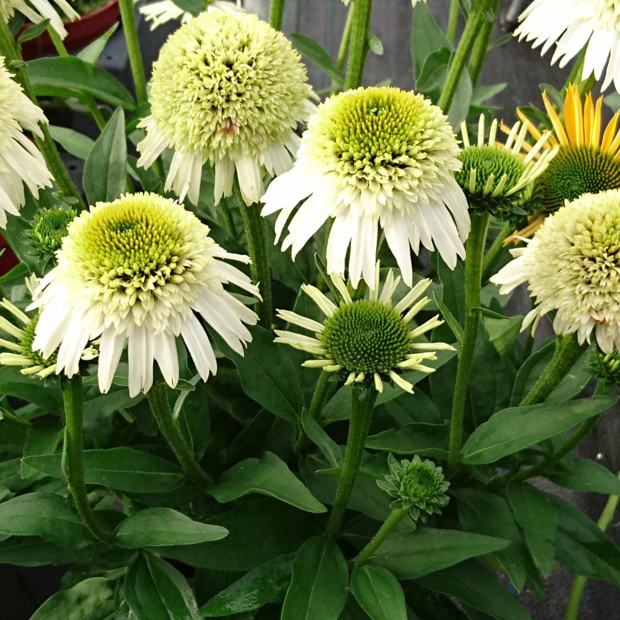 Sonnenhut\u0020\u0028Echinacea\u0020purpurea\u0029\u0020Delicious\u0020Nougat' Sonnenhut\u0020\u0028Echinacea\u0020purpurea\u0029\u0020Delicious\u0020Nougat'
