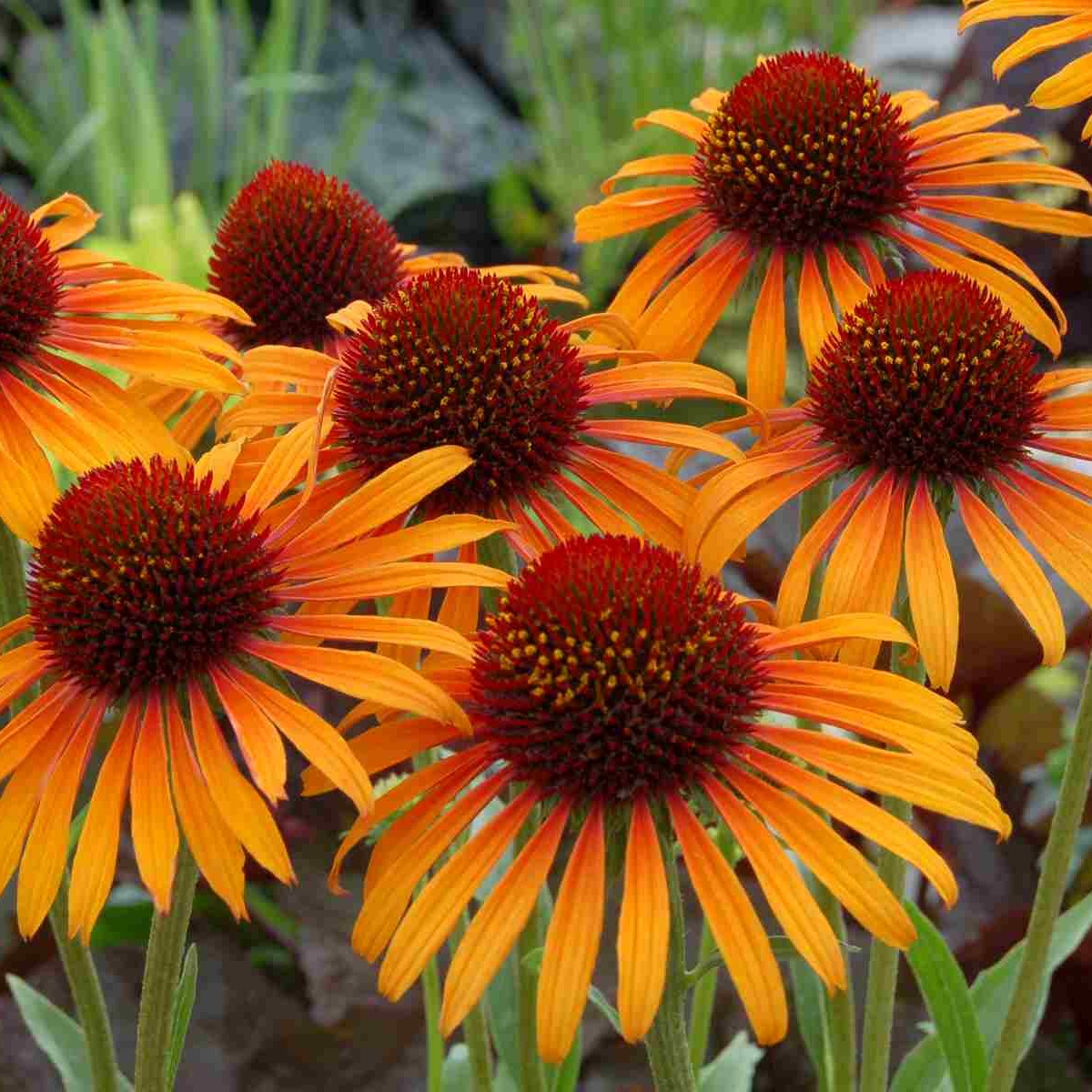 Sonnenhut\u0020\u0028Echinacea\u0020purpurea\u0029\u0020Flame\u0020Thrower\u00A0' Sonnenhut\u0020\u0028Echinacea\u0020purpurea\u0029\u0020Flame\u0020Thrower\u00A0'