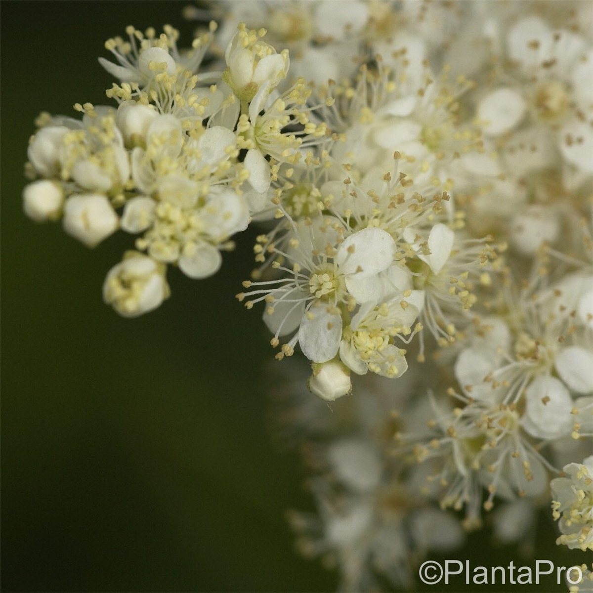 Spierstaude\u0020\u002F\u0020M\u00E4des\u00FC\u00DF\u0020\u0028Filipendula\u0020ulmaria\u0029\u0020' Spierstaude\u0020\u002F\u0020M\u00E4des\u00FC\u00DF\u0020\u0028Filipendula\u0020ulmaria\u0029\u0020'
