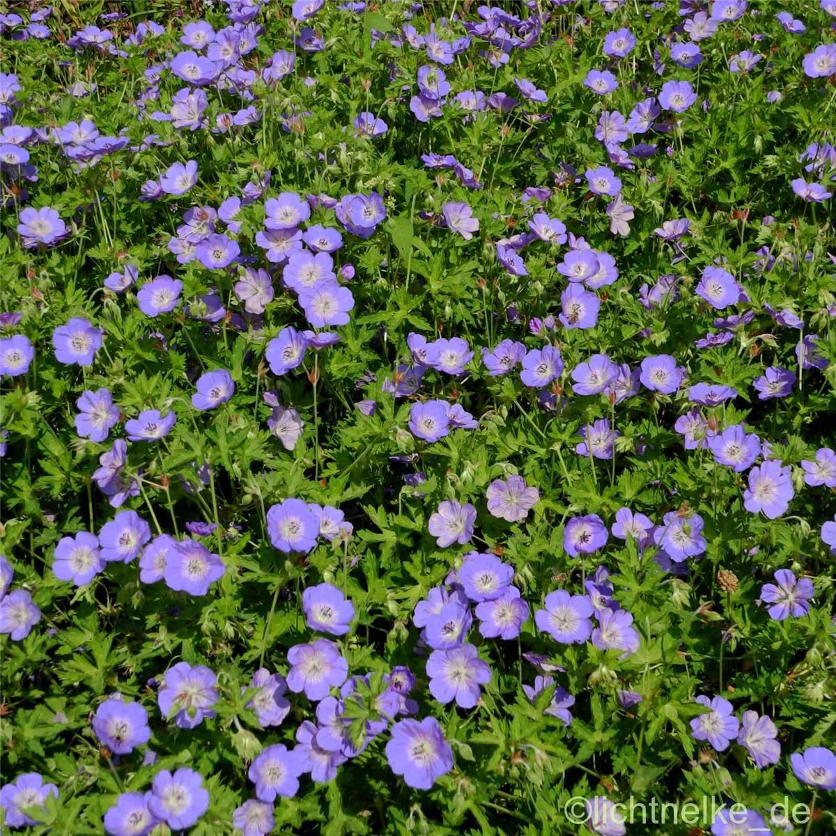 Storchschnabel\u0020\u0028Geranium\u0020Hybridum\u0029\u0020Rozanne' Storchschnabel\u0020\u0028Geranium\u0020Hybridum\u0029\u0020Rozanne'