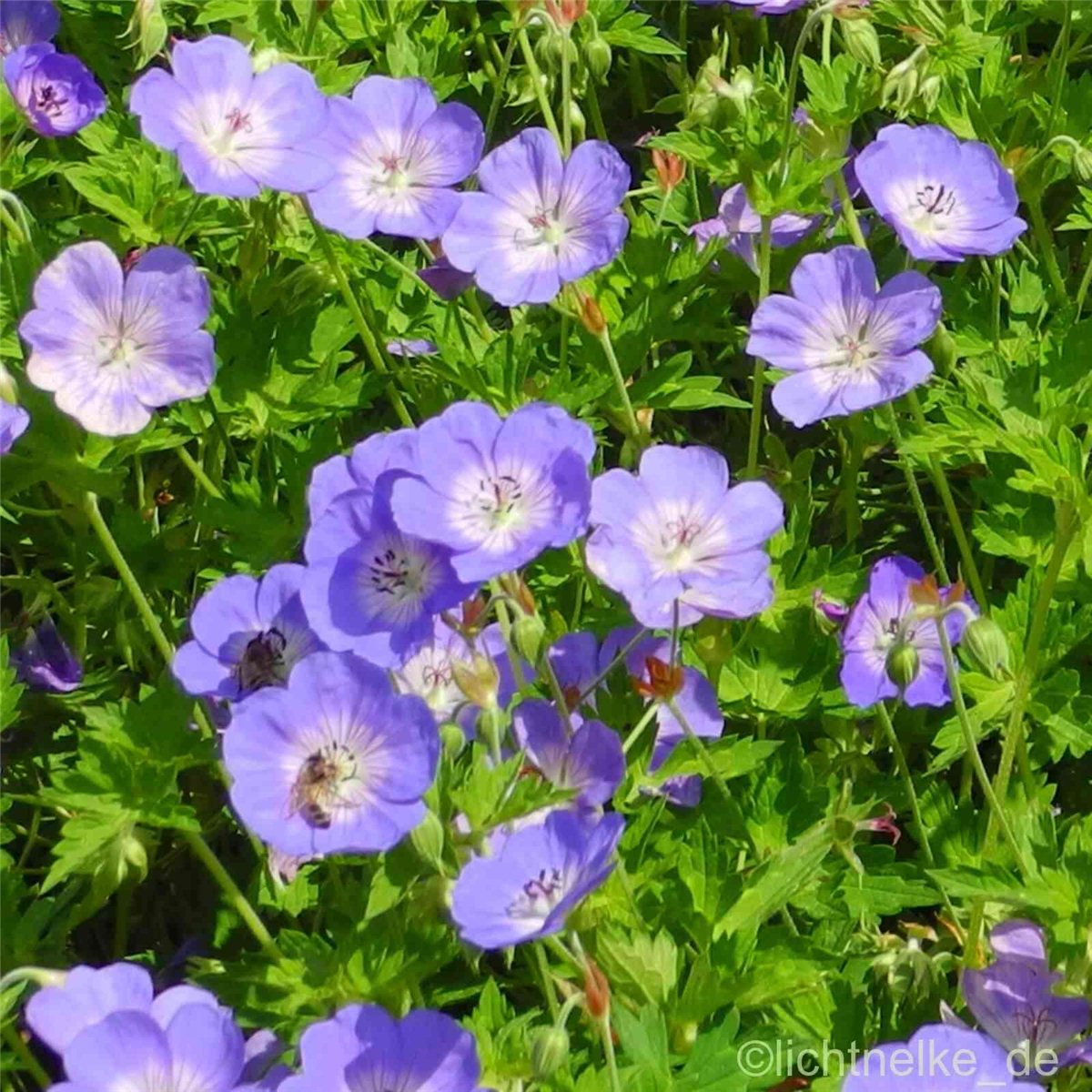 Storchschnabel\u0020\u0028Geranium\u0020Hybridum\u0029\u0020Rozanne' Storchschnabel\u0020\u0028Geranium\u0020Hybridum\u0029\u0020Rozanne'