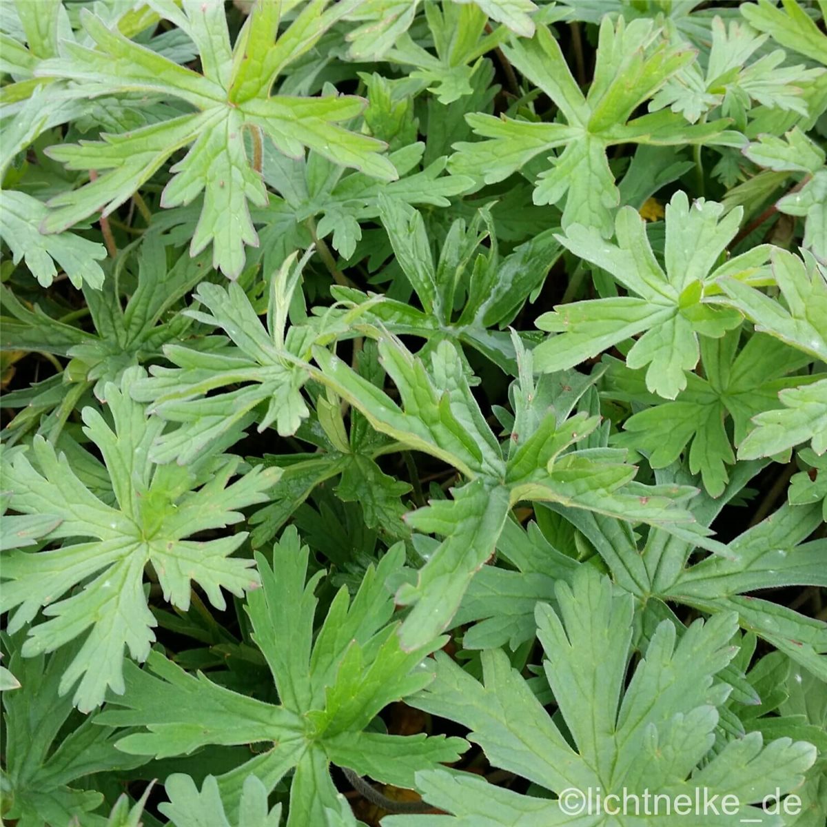 Wiesen\u002DStorchschnabel\u0020\u0028Geranium\u0020pratense\u0029\u0020Blue\u0020Lagoon' Wiesen\u002DStorchschnabel\u0020\u0028Geranium\u0020pratense\u0029\u0020Blue\u0020Lagoon'