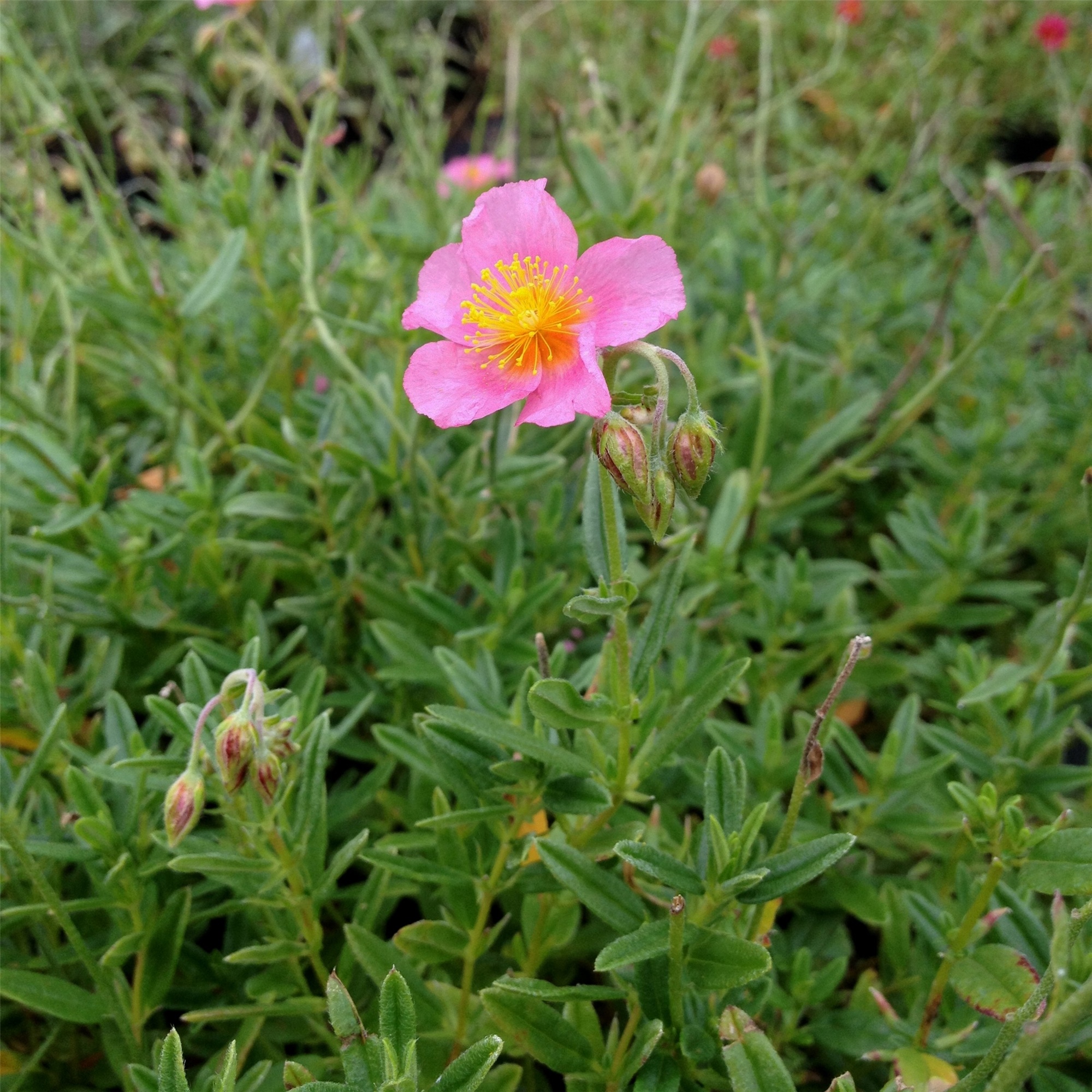 Sonnenr\u00F6schen\u0020\u0028Helianthemum\u0029\u0020Lawrensons\u0020Pink' Sonnenr\u00F6schen\u0020\u0028Helianthemum\u0029\u0020Lawrensons\u0020Pink'