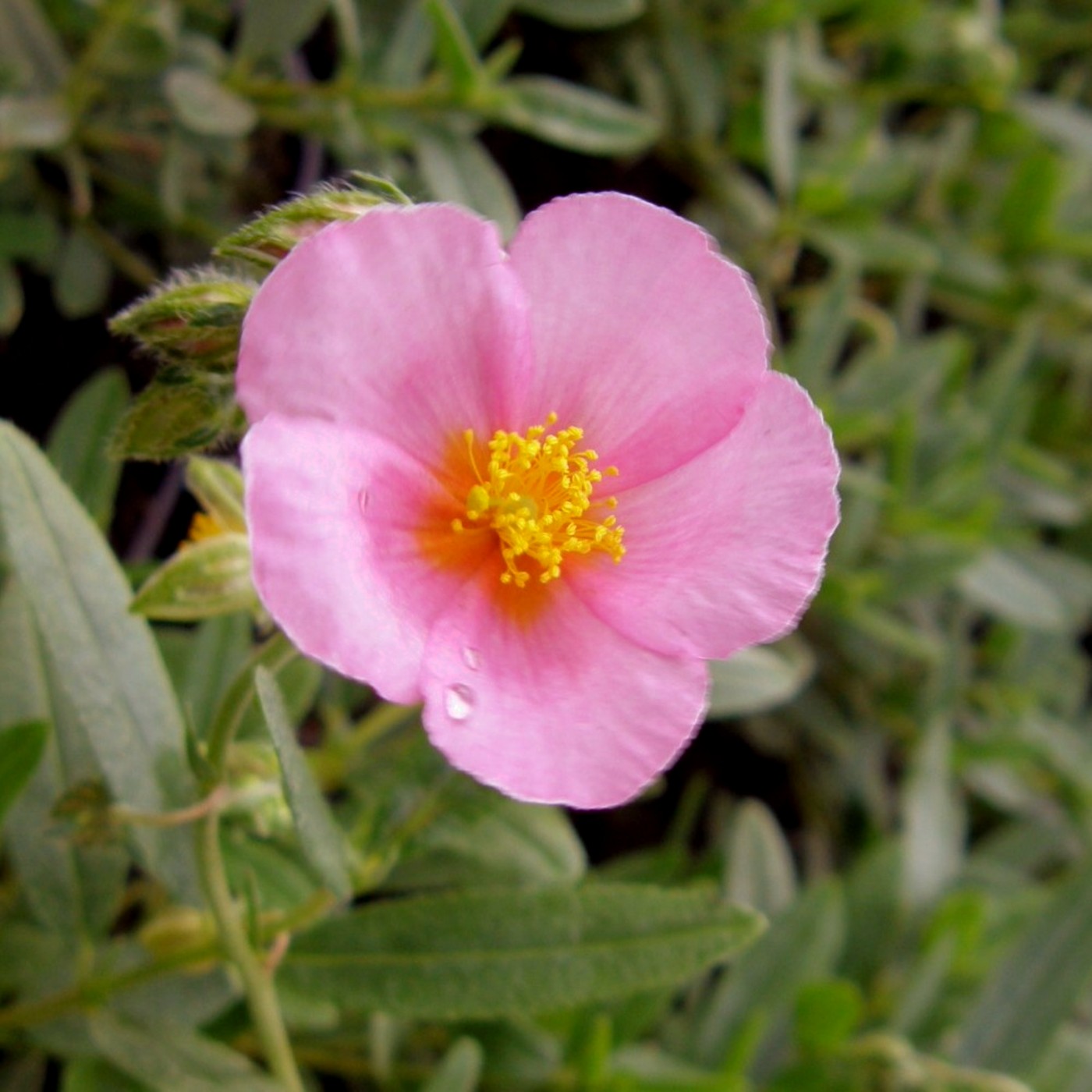 Sonnenr\u00F6schen\u0020\u0028Helianthemum\u0029\u0020Lawrensons\u0020Pink' Sonnenr\u00F6schen\u0020\u0028Helianthemum\u0029\u0020Lawrensons\u0020Pink'