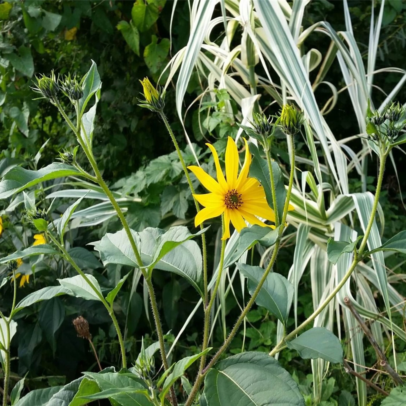 Topinambur (Helianthus) Violet de Rennes Lichtnelke Pflanzenversand