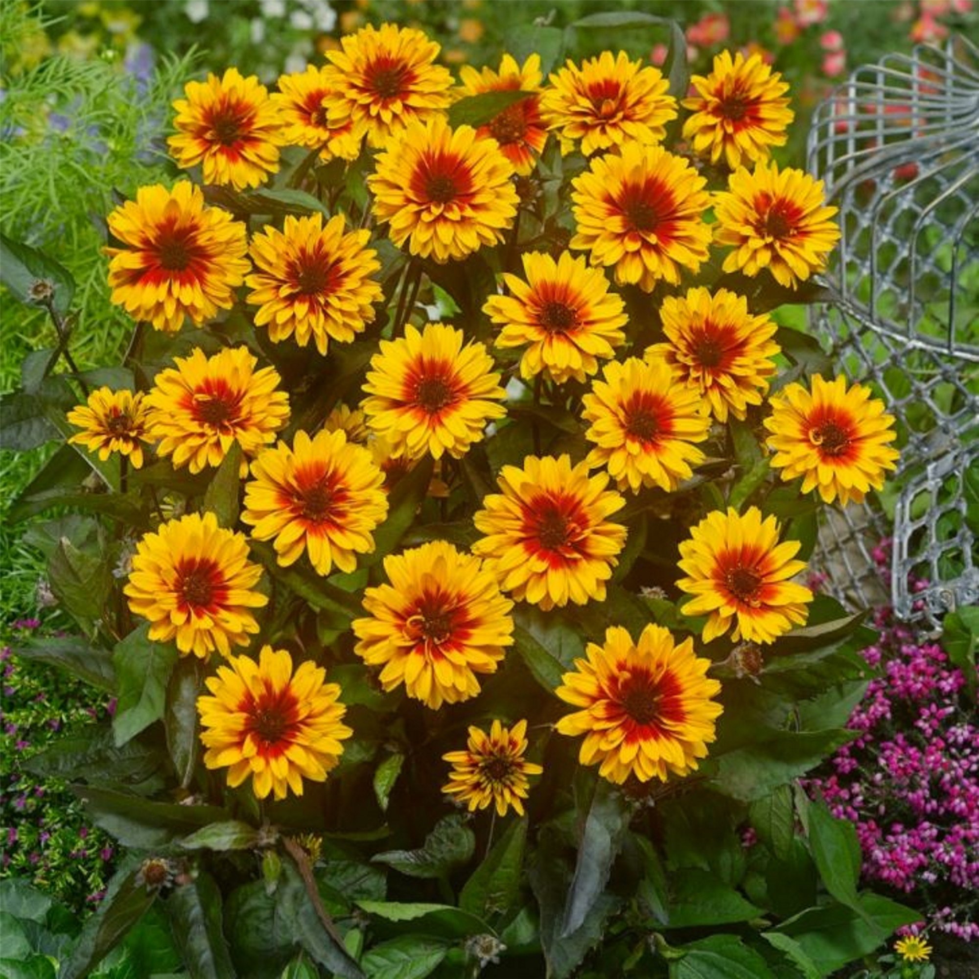 Sonnenauge\u0020\u0028Heliopsis\u0020helianthoides\u0029\u0020Funky\u0020Spinner' Sonnenauge\u0020\u0028Heliopsis\u0020helianthoides\u0029\u0020Funky\u0020Spinner'