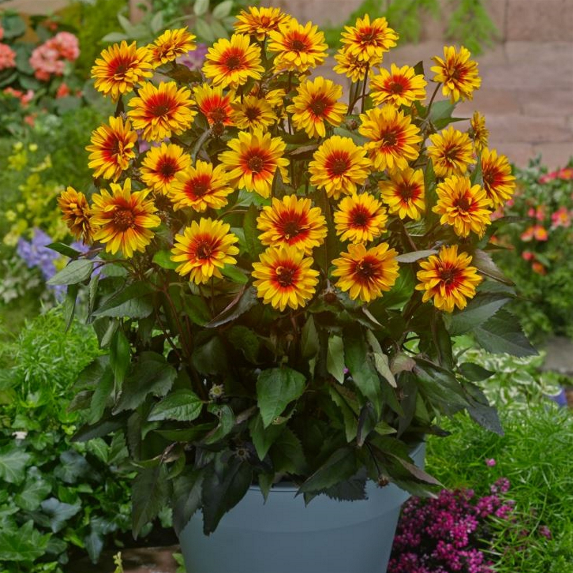 Sonnenauge (Heliopsis helianthoides) Funky Spinner Lichtnelke
