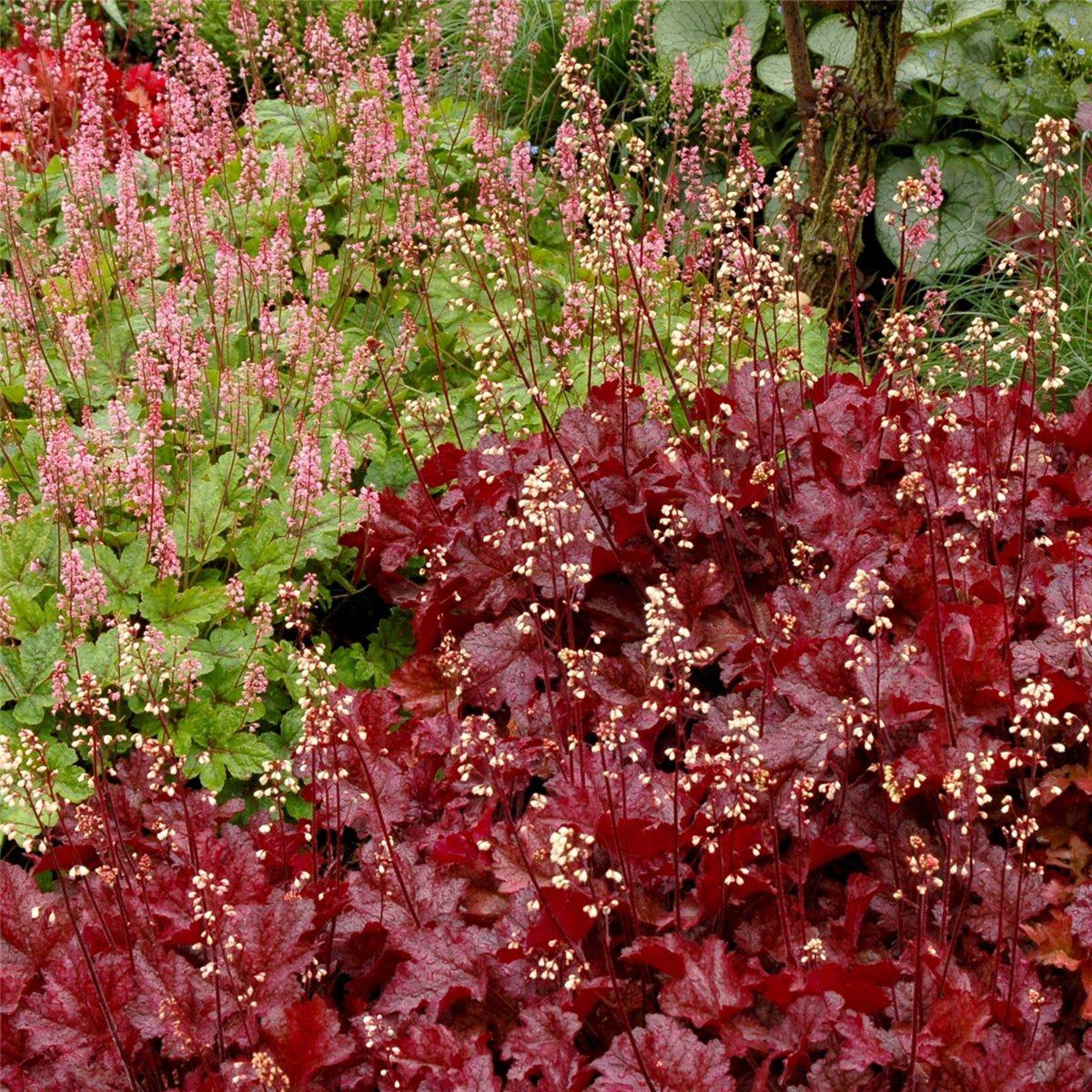 Purpurgl\u00F6ckchen\u0020\u0028Heuchera\u0020micrantha\u0029\u0020Sparkling\u0020Burgundy' Purpurgl\u00F6ckchen\u0020\u0028Heuchera\u0020micrantha\u0029\u0020Sparkling\u0020Burgundy'