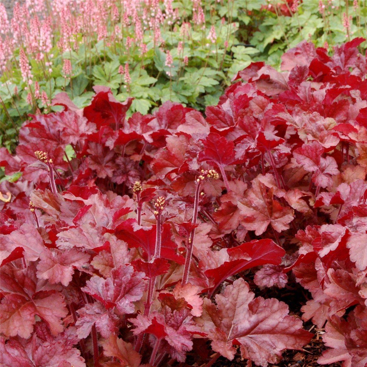 Purpurgl\u00F6ckchen\u0020\u0028Heuchera\u0020micrantha\u0029\u0020Sparkling\u0020Burgundy' Purpurgl\u00F6ckchen\u0020\u0028Heuchera\u0020micrantha\u0029\u0020Sparkling\u0020Burgundy'
