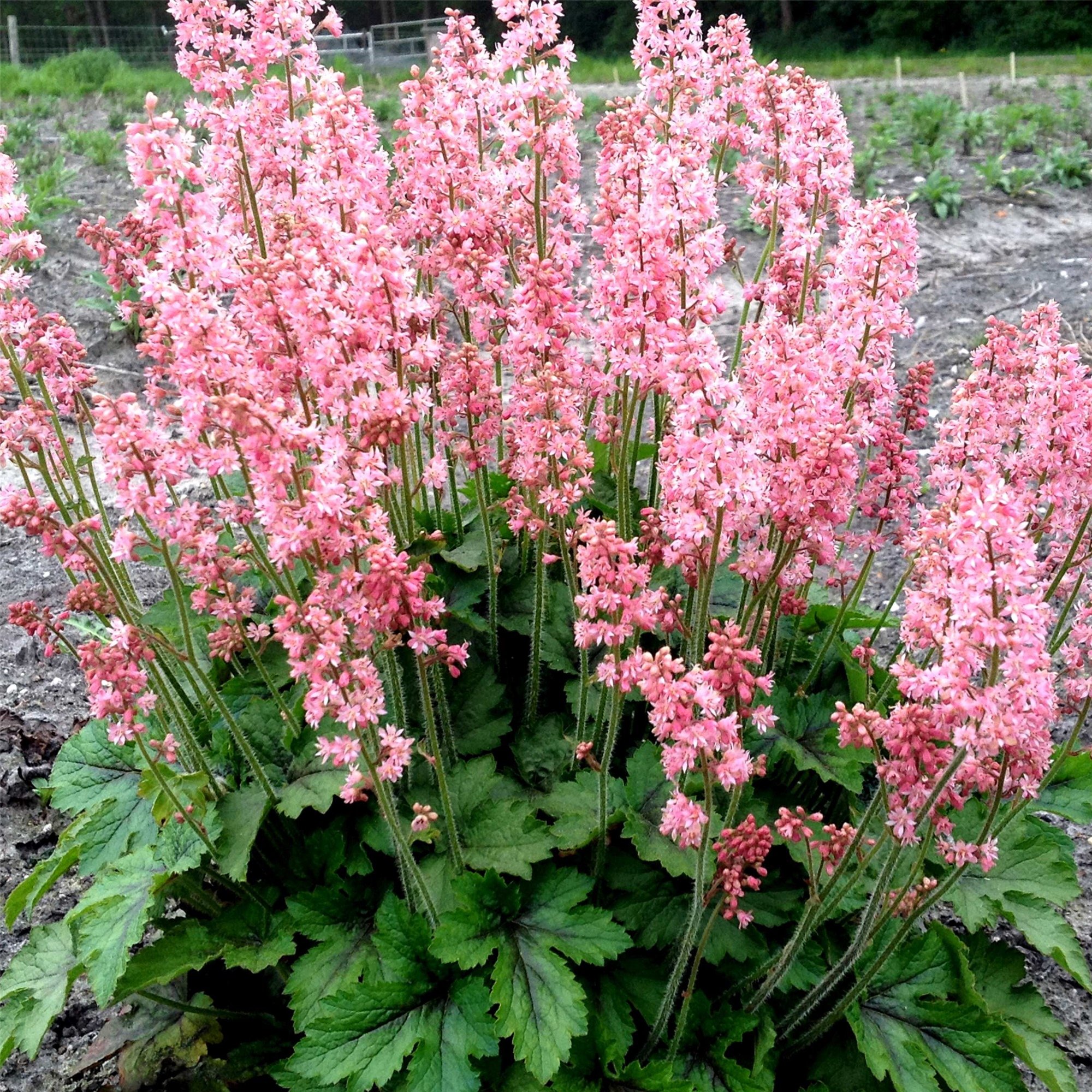 Schaumgl\u00F6ckchen\u0020\u0028Heucherella\u0029\u0020Pink\u0020Revolution' Schaumgl\u00F6ckchen\u0020\u0028Heucherella\u0029\u0020Pink\u0020Revolution'