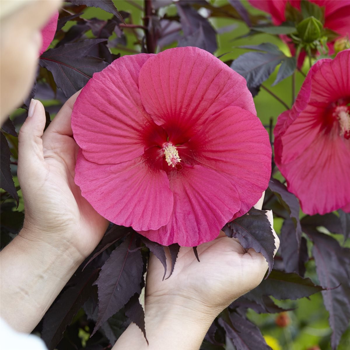 RiesenHibiskus (Hibiscus moscheutos) CAROUSEL Pink Passion