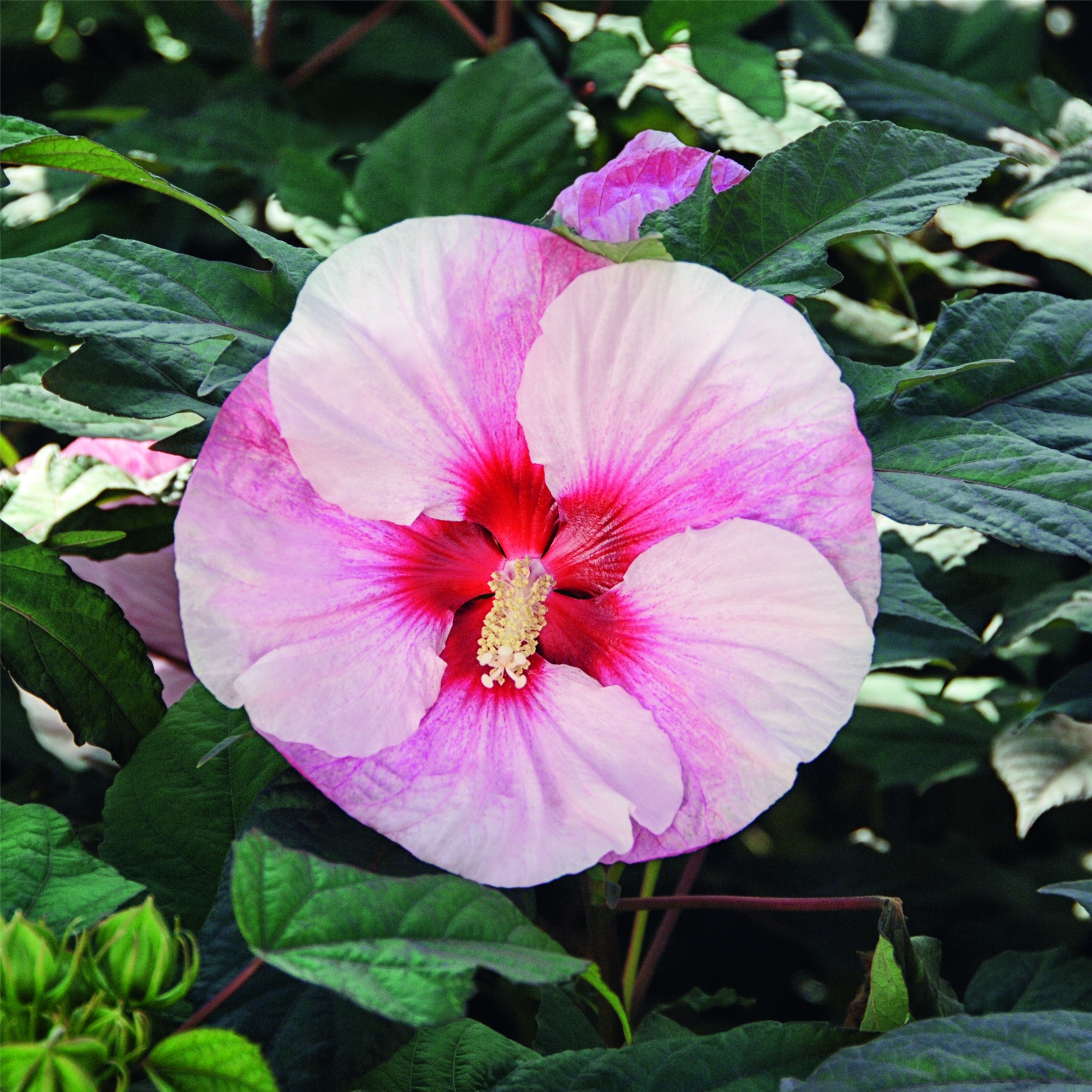 Riesen\u002DHibiskus\u0020\u0028Hibiscus\u0020moscheutos\u0029\u0020SUMMERIFIC\u0020Perfect\u0020Storm\u00AE' Riesen\u002DHibiskus\u0020\u0028Hibiscus\u0020moscheutos\u0029\u0020SUMMERIFIC\u0020Perfect\u0020Storm\u00AE'