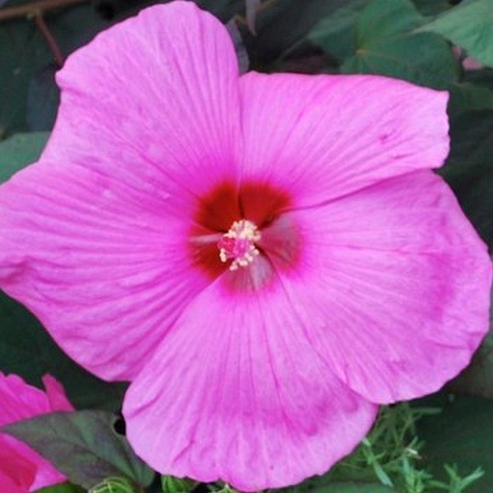 RiesenHibiskus (Hibiscus moscheutos) Royal Gems Lichtnelke