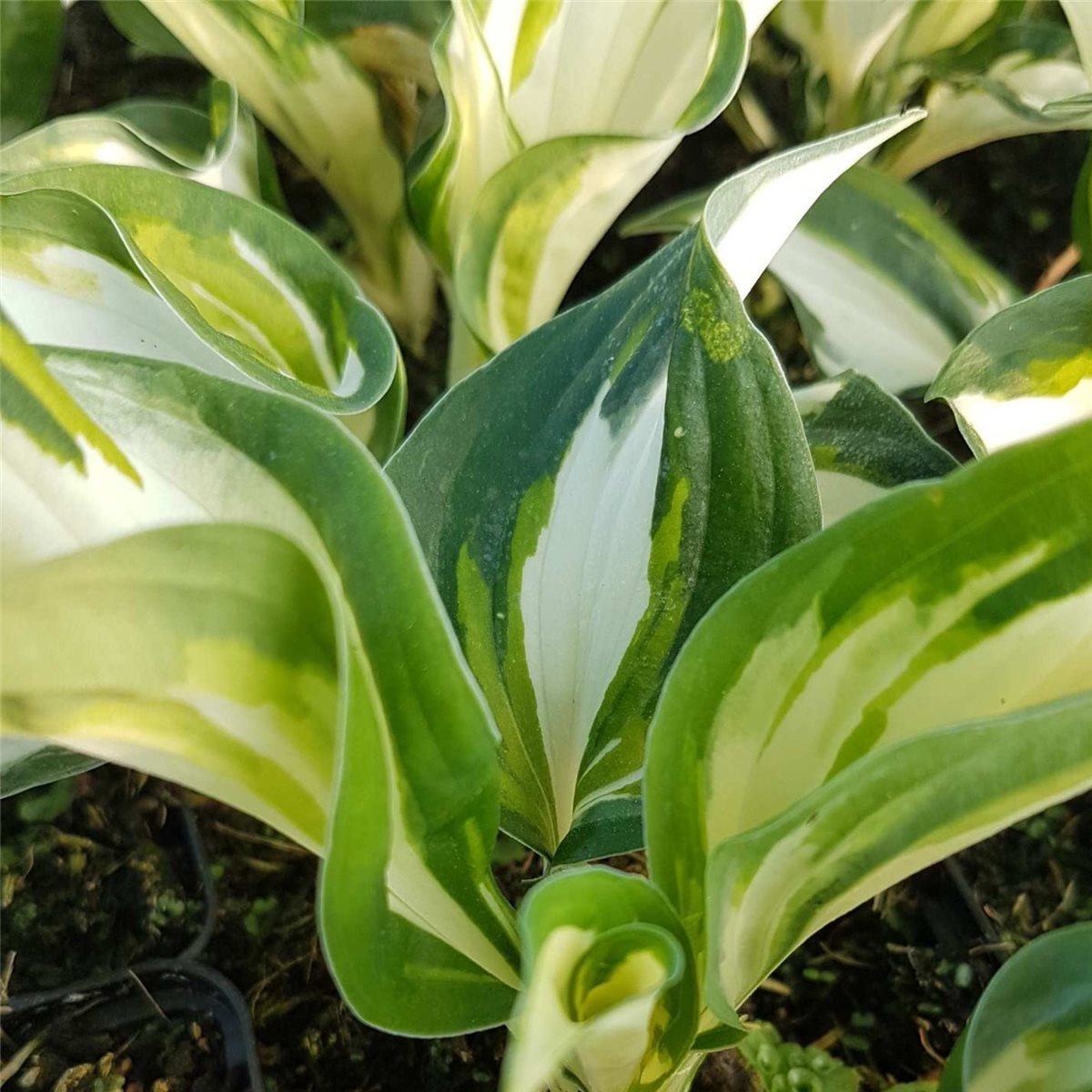 Funkie\u0020\u0028Hosta\u0029\u0020Fire\u0020and\u0020Ice' Funkie\u0020\u0028Hosta\u0029\u0020Fire\u0020and\u0020Ice'