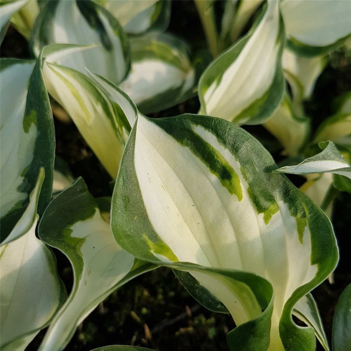 Funkie\u0020\u0028Hosta\u0029\u0020Fire\u0020and\u0020Ice' Funkie\u0020\u0028Hosta\u0029\u0020Fire\u0020and\u0020Ice'