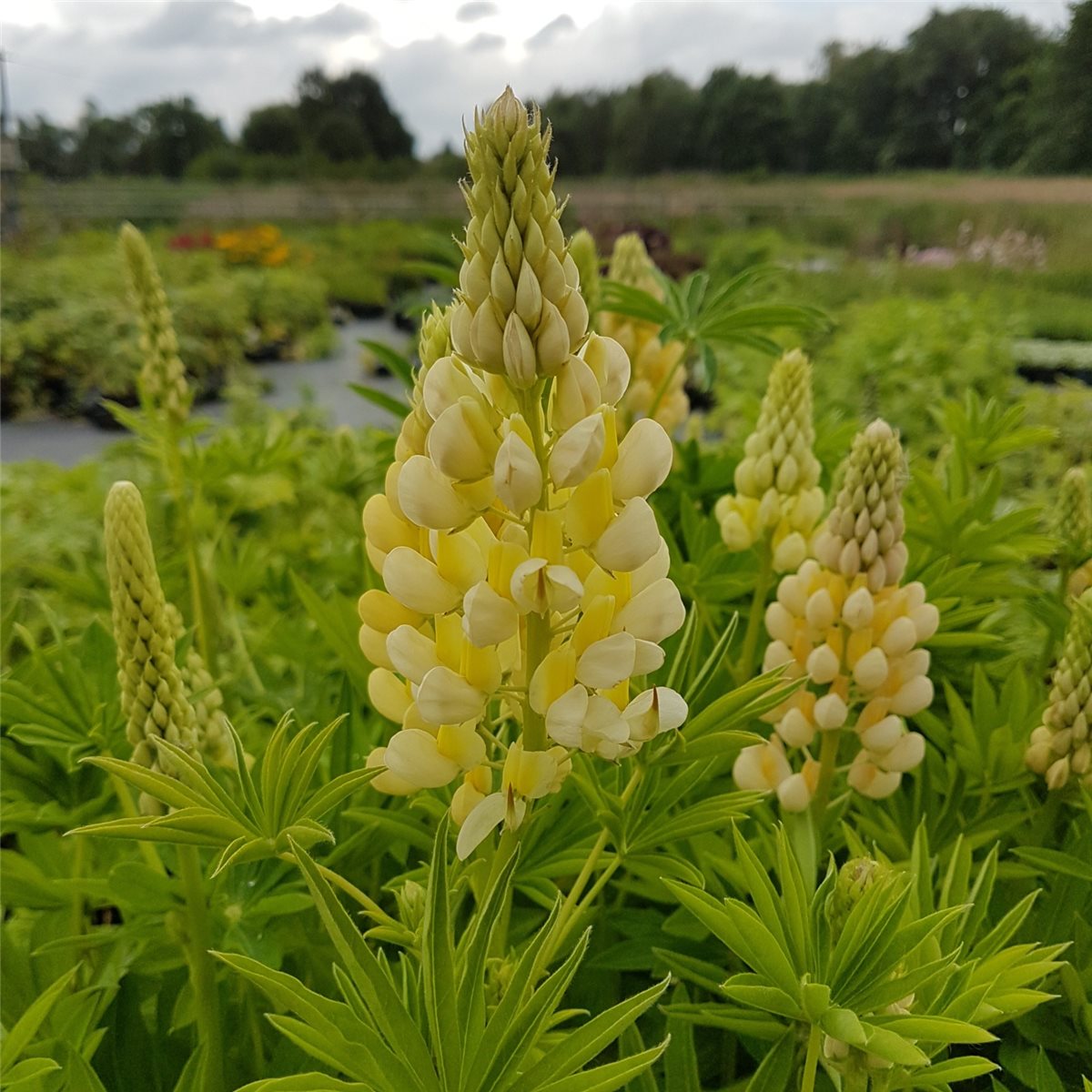 Lupine\u0020\u0028Lupinus\u0020nanus\u0020\u0029\u0020GALLERY\u0020Gelb' Lupine\u0020\u0028Lupinus\u0020nanus\u0020\u0029\u0020GALLERY\u0020Gelb'