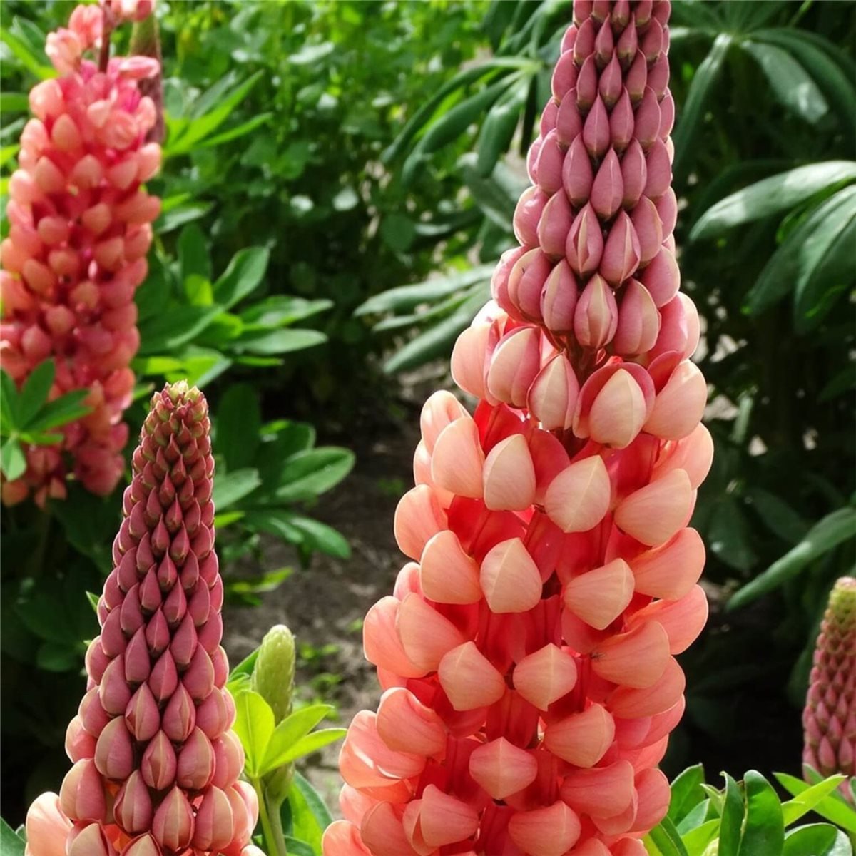 Hohe\u0020Vielbl\u00E4ttrige\u0020Lupine\u0020\u0028Lupinus\u0020polyphyllus\u0029\u0020WEST\u0020COUNTRY\u0020Salmon\u0020Star\u00AE' Hohe\u0020Vielbl\u00E4ttrige\u0020Lupine\u0020\u0028Lupinus\u0020polyphyllus\u0029\u0020WEST\u0020COUNTRY\u0020Salmon\u0020Star\u00AE'