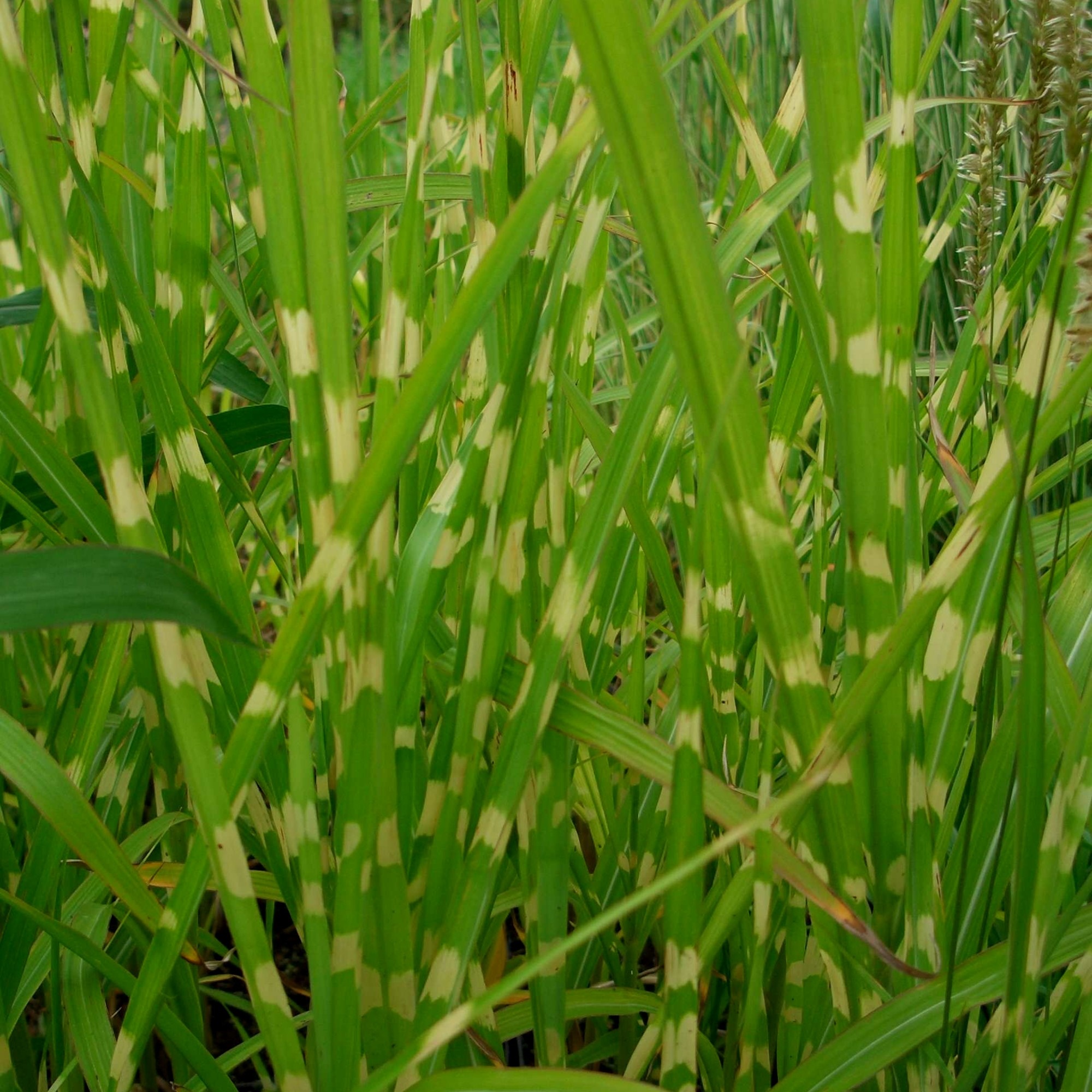 Stachelschweingras\u0020\u002F\u0020Zebraschilf\u0020\u0028Miscanthus\u0020sinensis\u0029\u0020Strictus' Stachelschweingras\u0020\u002F\u0020Zebraschilf\u0020\u0028Miscanthus\u0020sinensis\u0029\u0020Strictus'