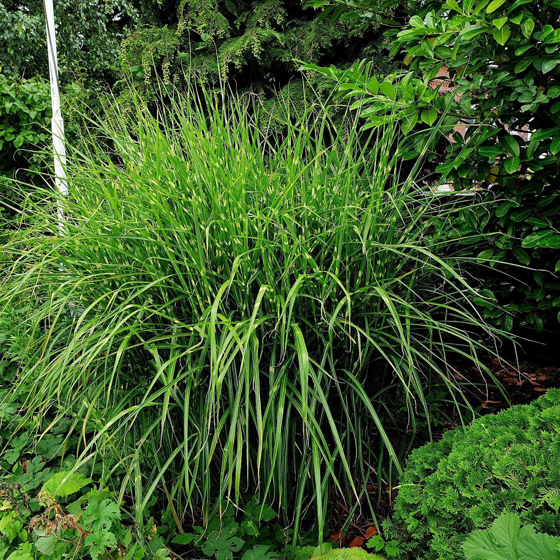 Stachelschweingras\u0020\u002F\u0020Zebraschilf\u0020\u0028Miscanthus\u0020sinensis\u0029\u0020Strictus' Stachelschweingras\u0020\u002F\u0020Zebraschilf\u0020\u0028Miscanthus\u0020sinensis\u0029\u0020Strictus'