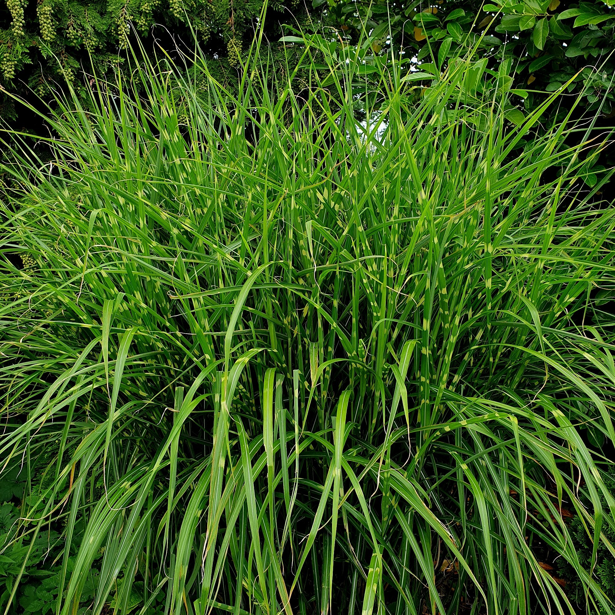 Stachelschweingras\u0020\u002F\u0020Zebraschilf\u0020\u0028Miscanthus\u0020sinensis\u0029\u0020Strictus' Stachelschweingras\u0020\u002F\u0020Zebraschilf\u0020\u0028Miscanthus\u0020sinensis\u0029\u0020Strictus'