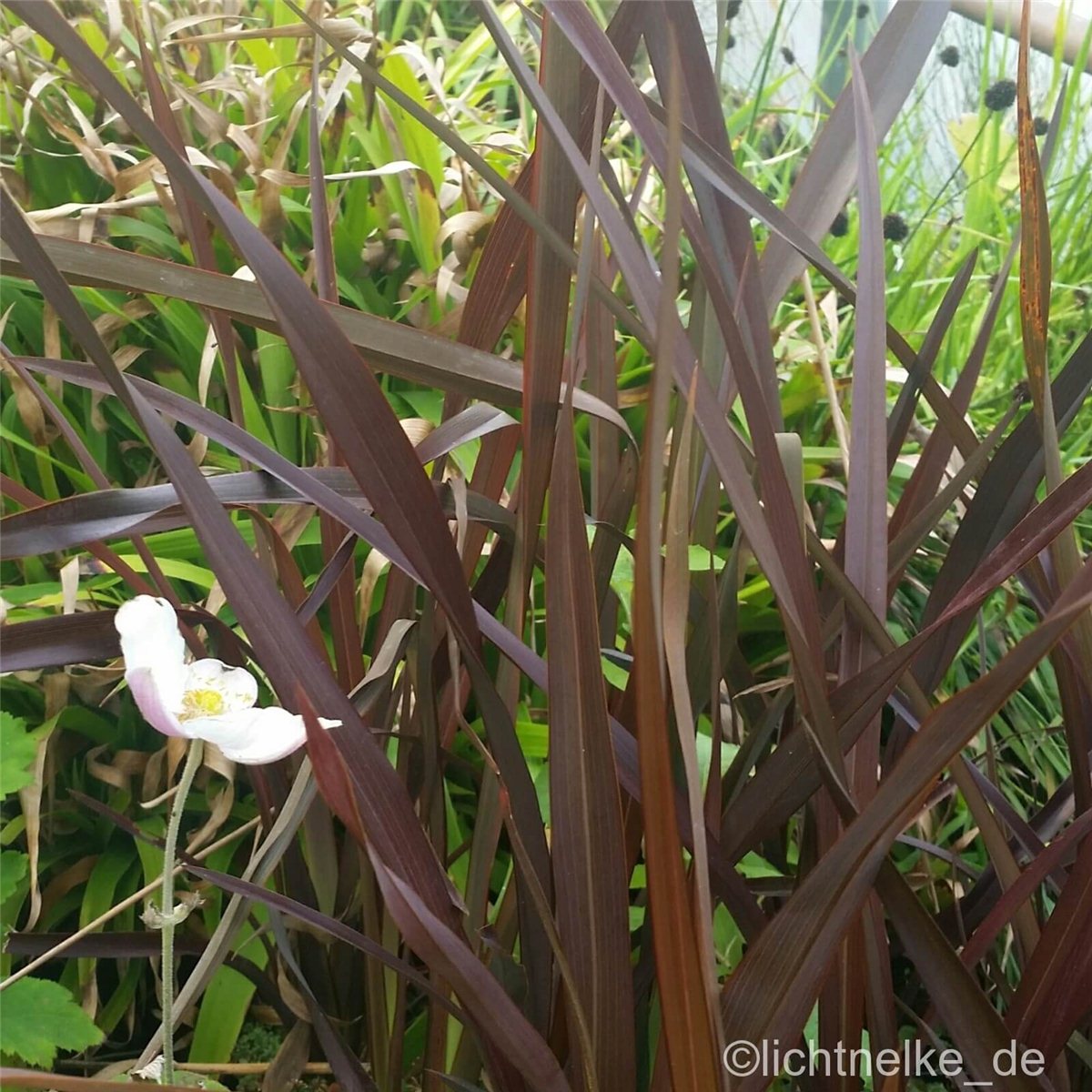 Neuseeland\u002DFlachs\u0020\u0028Phormium\u0020tenax\u0029\u0020' Neuseeland\u002DFlachs\u0020\u0028Phormium\u0020tenax\u0029\u0020'