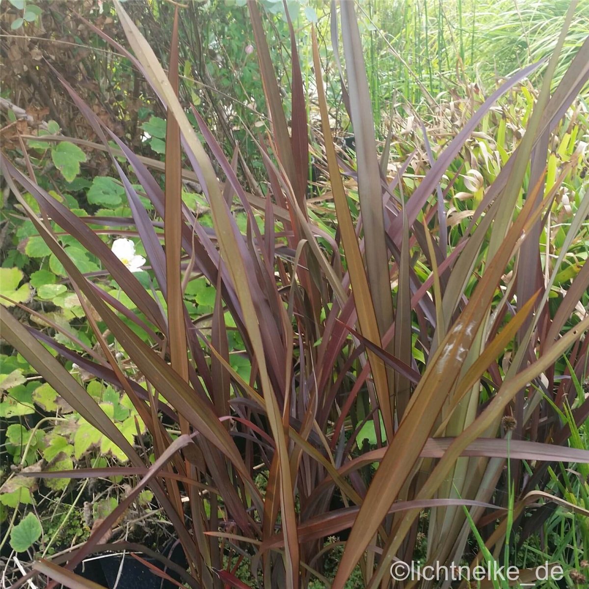 Neuseeland\u002DFlachs\u0020\u0028Phormium\u0020tenax\u0029\u0020' Neuseeland\u002DFlachs\u0020\u0028Phormium\u0020tenax\u0029\u0020'