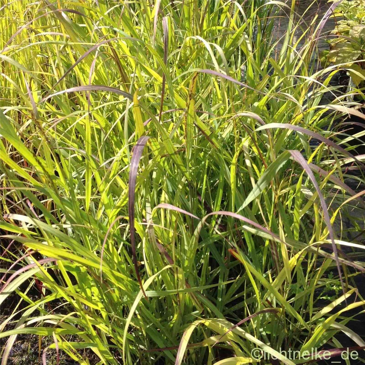 Purpur\u002DRutenhirse\u0020\u0028Panicum\u0020virgatum\u0029\u0020Shenandoah\u0020' Purpur\u002DRutenhirse\u0020\u0028Panicum\u0020virgatum\u0029\u0020Shenandoah\u0020'