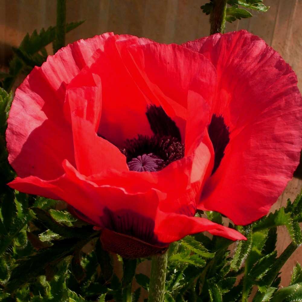 T\u00FCrkischer\u0020Mohn\u0020\u0028Papaver\u0020orientale\u0029\u0020Beauty\u0020of\u0020Livermere' T\u00FCrkischer\u0020Mohn\u0020\u0028Papaver\u0020orientale\u0029\u0020Beauty\u0020of\u0020Livermere'
