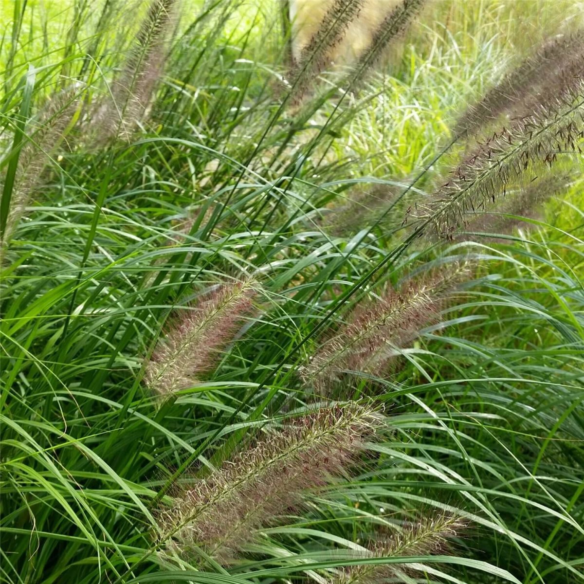 Federborstengras\u0020\u0028Pennisetum\u00A0alopecuroides\u0020var.\u0020viridescens\u0029\u0020' Federborstengras\u0020\u0028Pennisetum\u00A0alopecuroides\u0020var.\u0020viridescens\u0029\u0020'