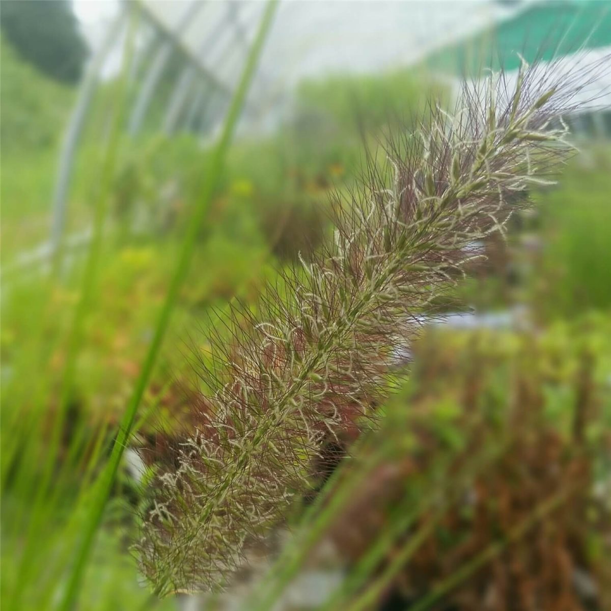 Federborstengras\u0020\u0028Pennisetum\u00A0alopecuroides\u0020var.\u0020viridescens\u0029\u0020' Federborstengras\u0020\u0028Pennisetum\u00A0alopecuroides\u0020var.\u0020viridescens\u0029\u0020'
