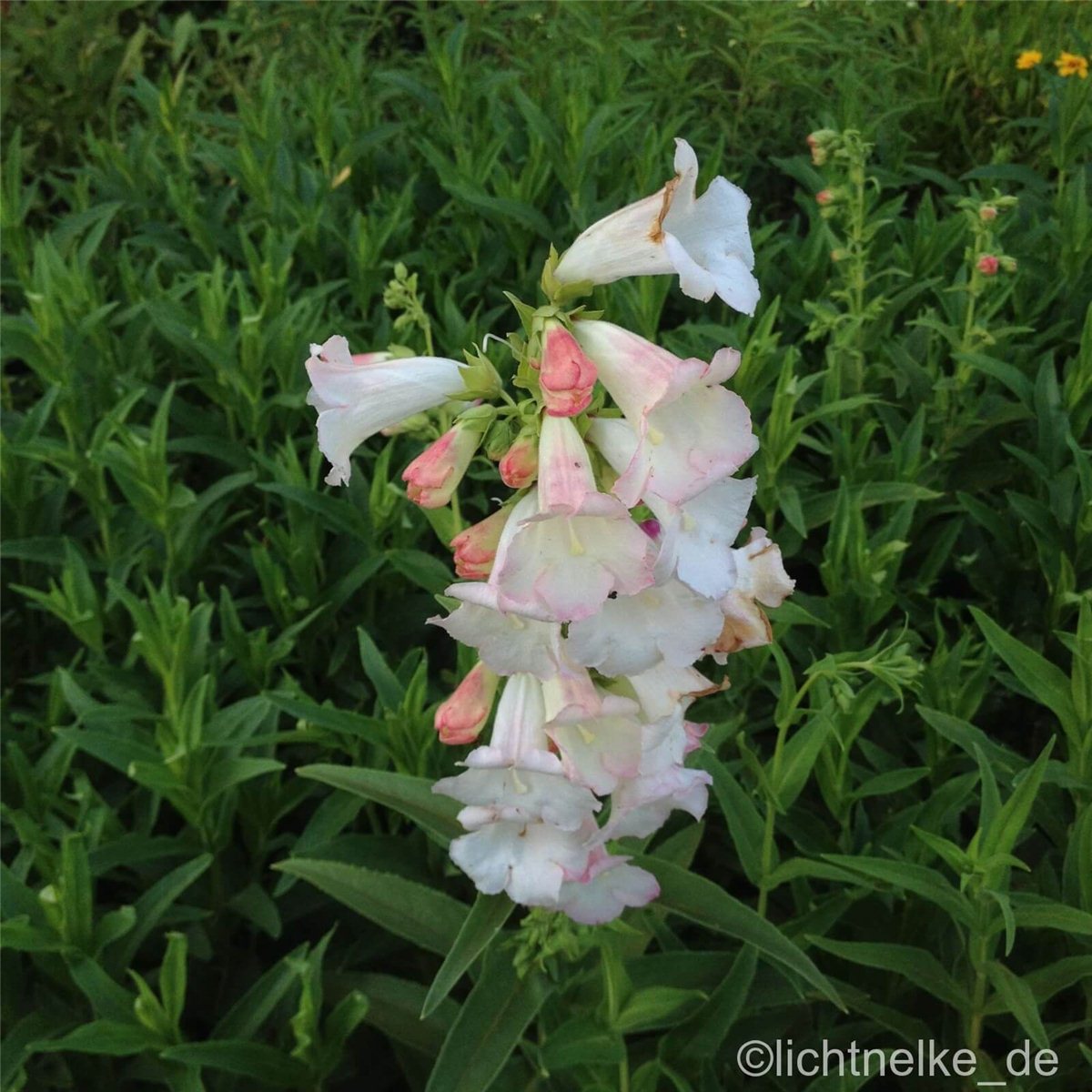 Bartfaden\u0020\u0028Penstemon\u0020\u0029\u0020Apple\u0020Blossum' Bartfaden\u0020\u0028Penstemon\u0020\u0029\u0020Apple\u0020Blossum'