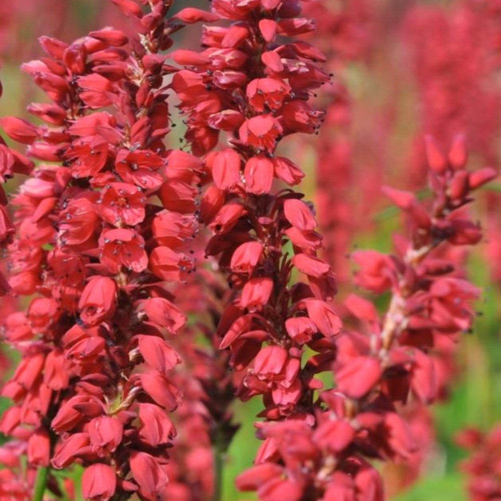 Kerzen\u002DKn\u00F6terich\u0020\u0028Persicaria\u0020\u002F\u0020Polygonum\u0020amplexicaule\u0029\u0020J.\u0020S.\u0020Caliente' Kerzen\u002DKn\u00F6terich\u0020\u0028Persicaria\u0020\u002F\u0020Polygonum\u0020amplexicaule\u0029\u0020J.\u0020S.\u0020Caliente'
