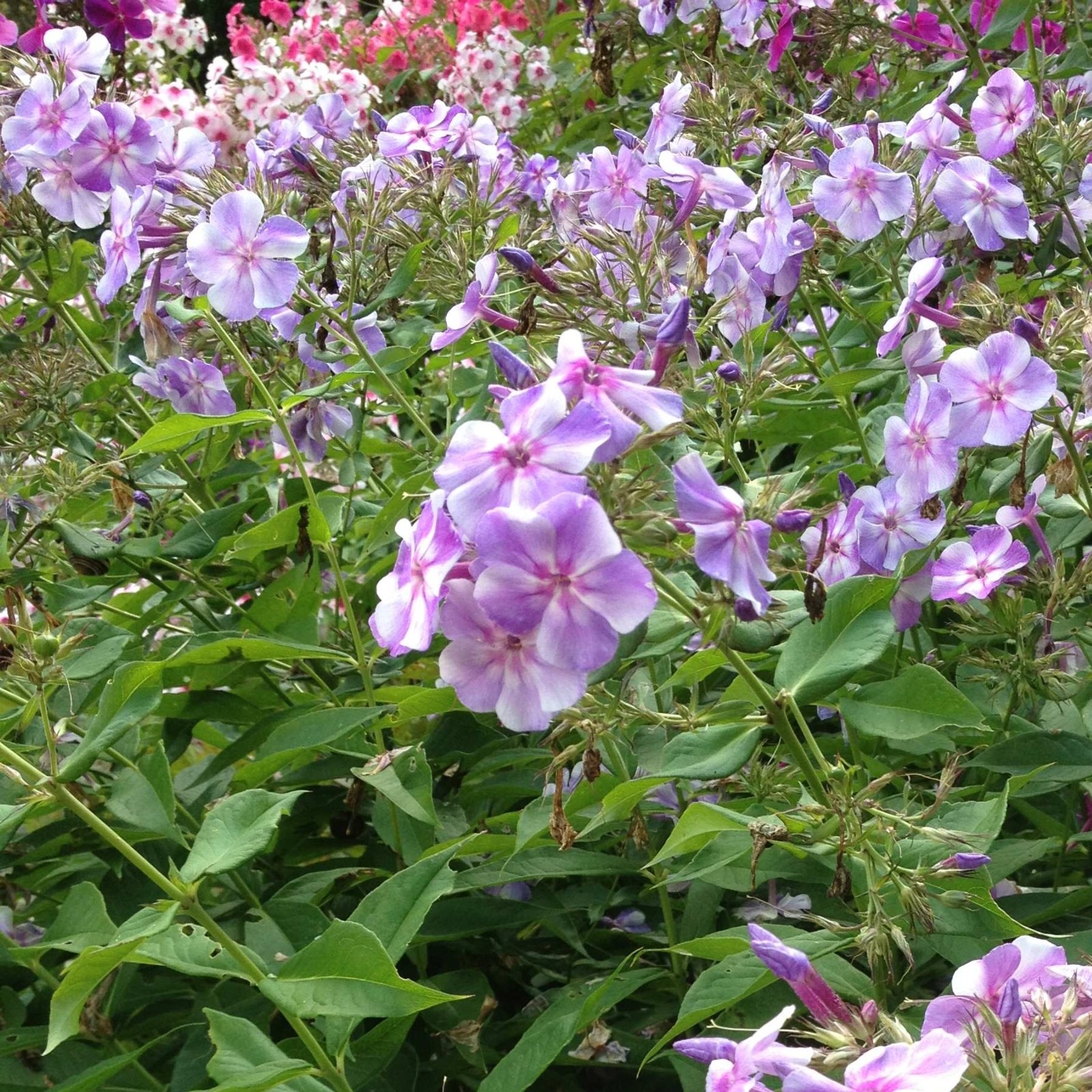 Flammenblume\u0020\u0028Phlox\u0020paniculata\u0029\u0020Sternhimmel' Flammenblume\u0020\u0028Phlox\u0020paniculata\u0029\u0020Sternhimmel'
