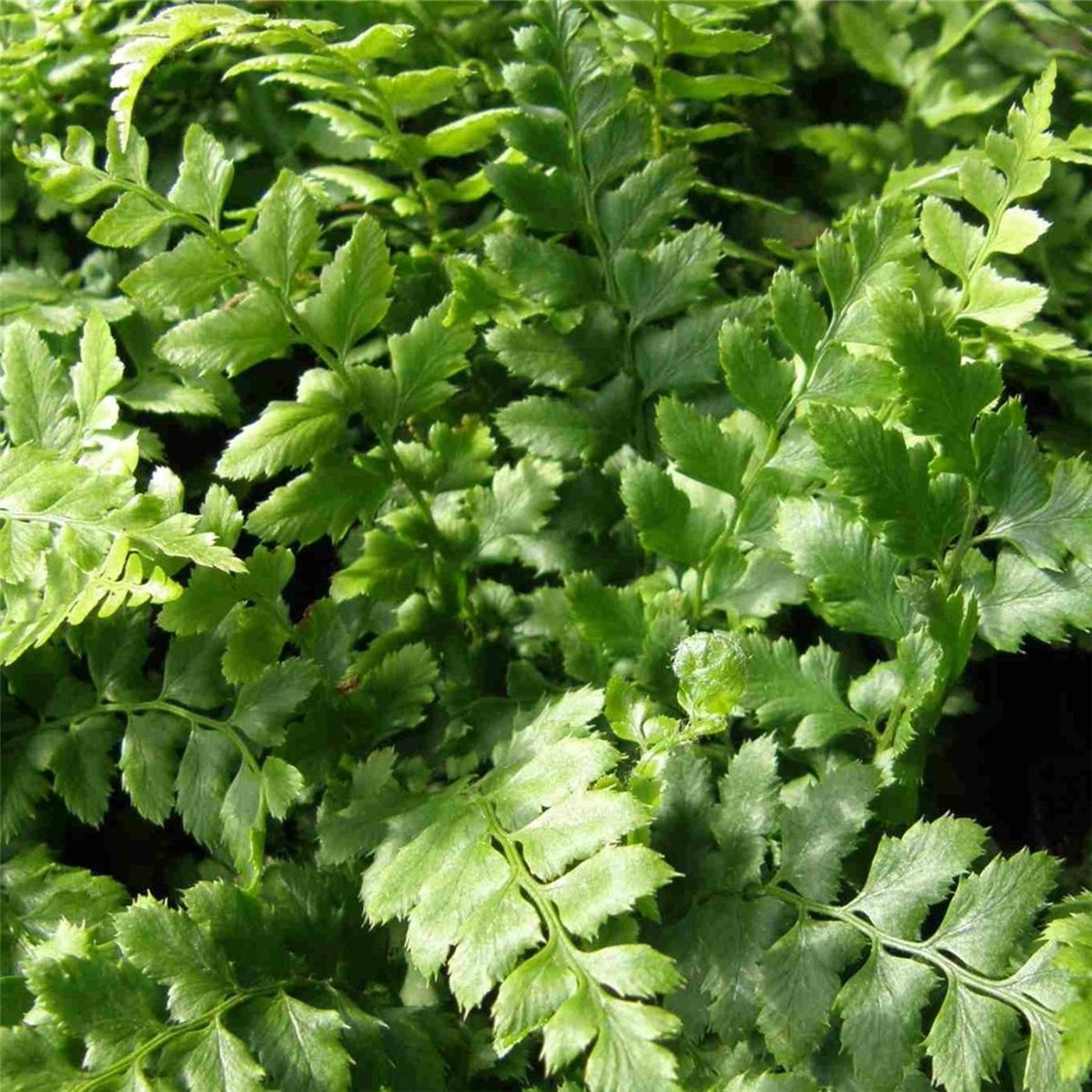 Glanzschildfarn\u0020\u0028Polystichum\u0020aculeatum\u0029\u0020' Glanzschildfarn\u0020\u0028Polystichum\u0020aculeatum\u0029\u0020'
