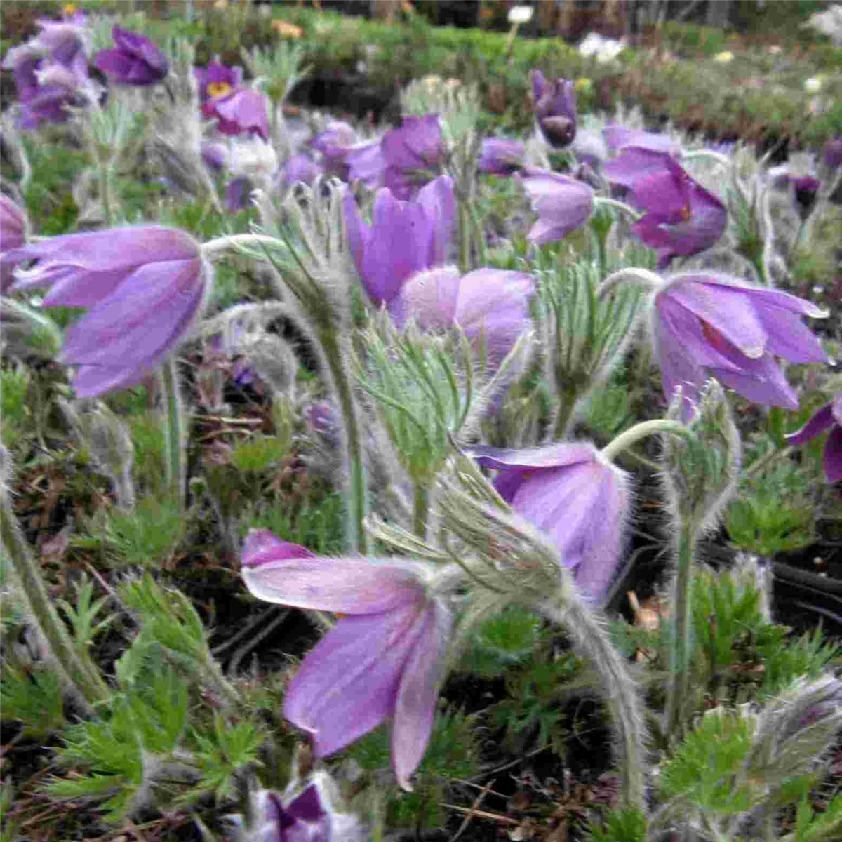 K\u00FCchenschelle\u0020\u0028Pulsatilla\u0020vulgaris\u0029\u0020Blaue\u0020Glocke' K\u00FCchenschelle\u0020\u0028Pulsatilla\u0020vulgaris\u0029\u0020Blaue\u0020Glocke'