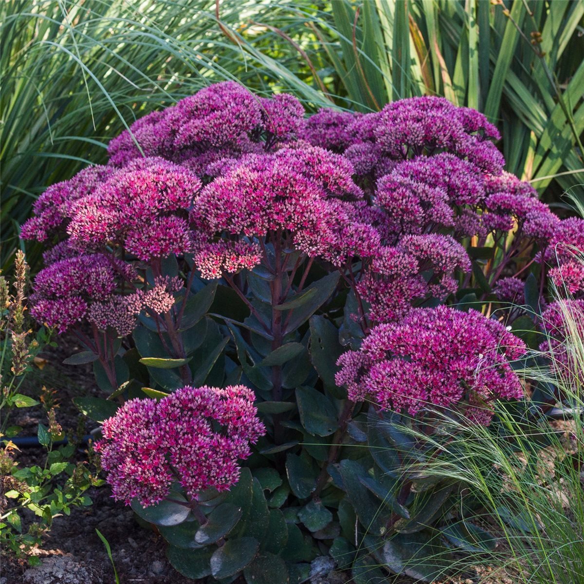 Pracht\u002DFetthenne\u0020\u0028Sedum\u0020telephium\u0029\u0020Thunderhead' Pracht\u002DFetthenne\u0020\u0028Sedum\u0020telephium\u0029\u0020Thunderhead'