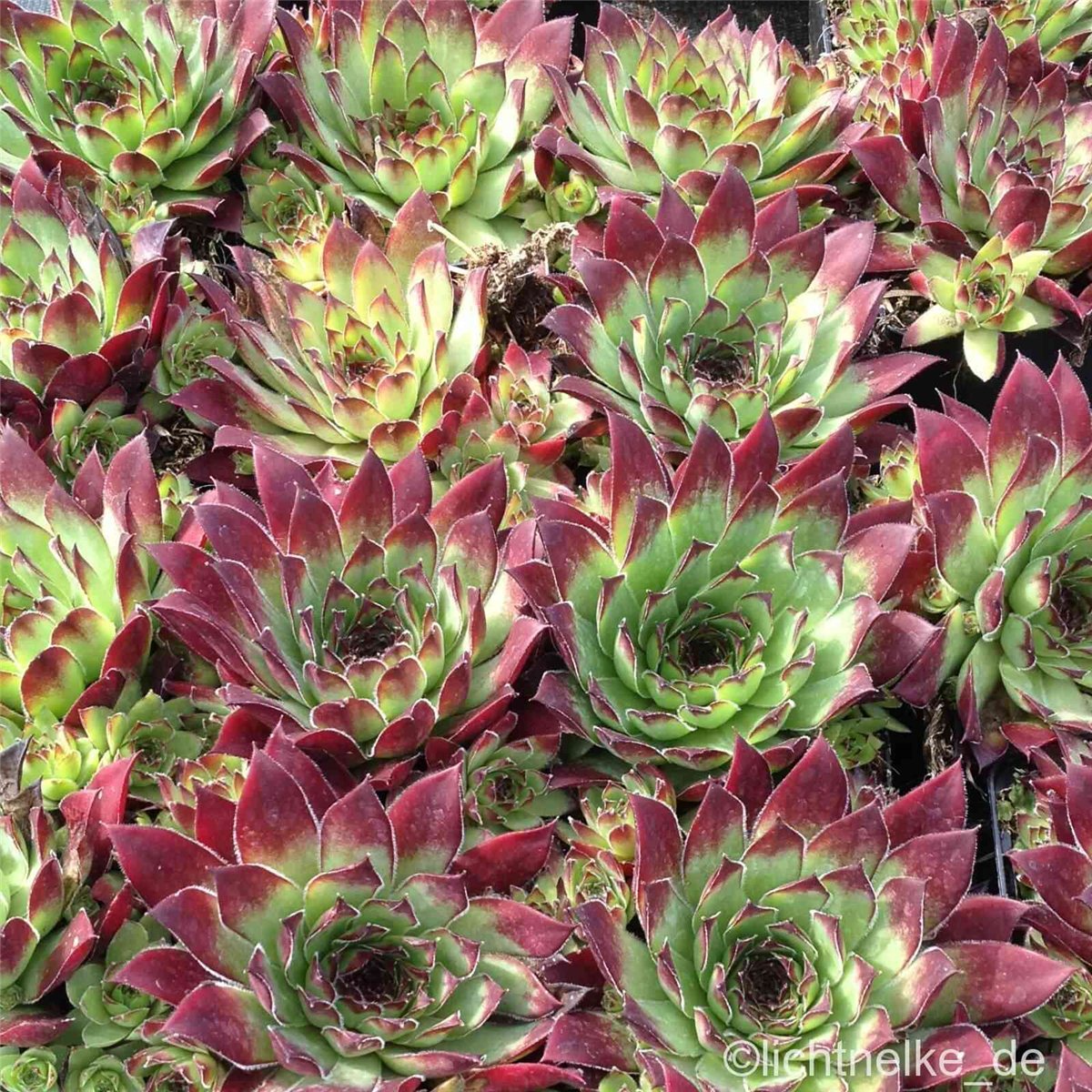 Hauswurz\u0020\u002F\u0020Dachwurz\u0020\u0028Sempervivum\u0029\u0020TURMALIN\u00A0' Hauswurz\u0020\u002F\u0020Dachwurz\u0020\u0028Sempervivum\u0029\u0020TURMALIN\u00A0'