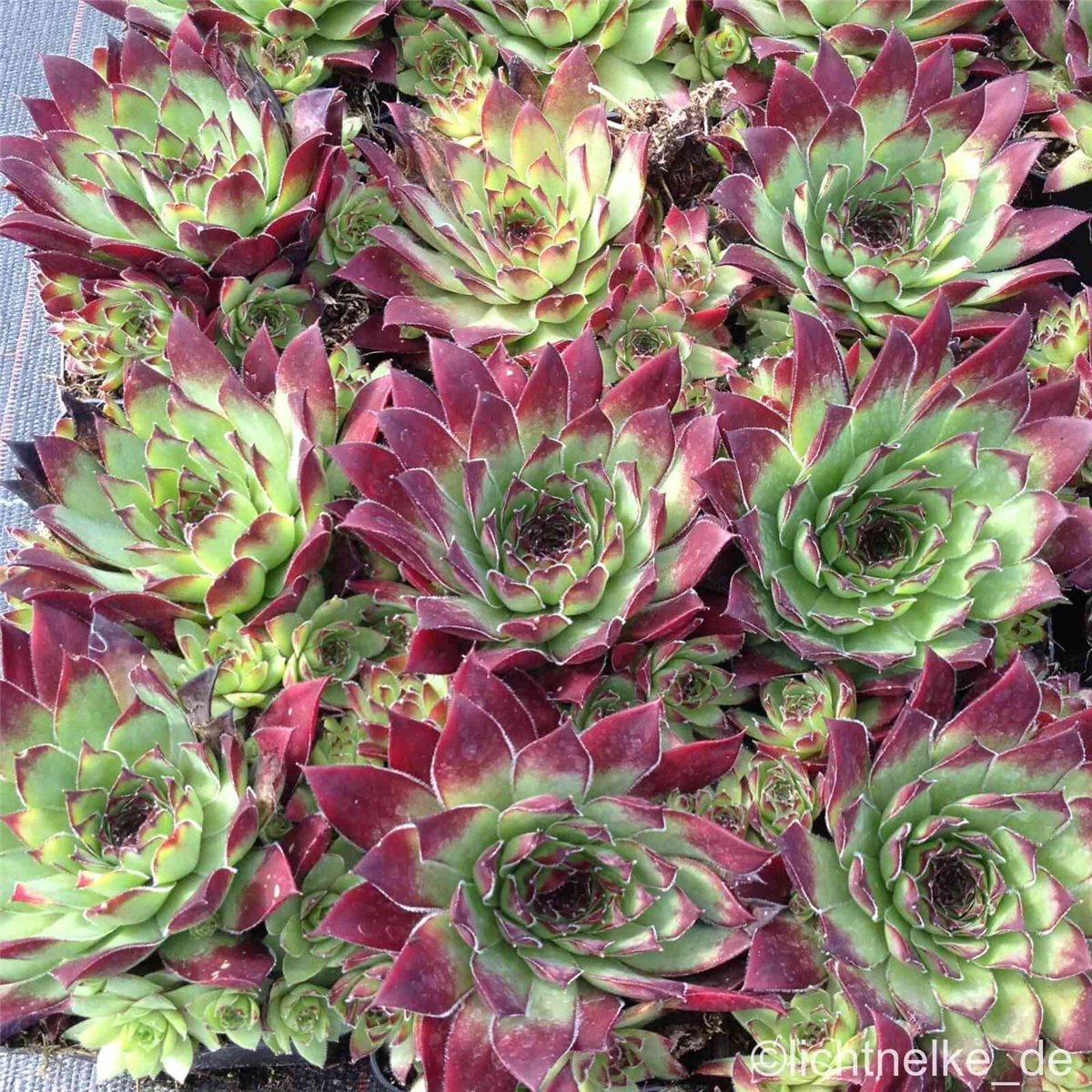 Hauswurz\u0020\u002F\u0020Dachwurz\u0020\u0028Sempervivum\u0029\u0020TURMALIN\u00A0' Hauswurz\u0020\u002F\u0020Dachwurz\u0020\u0028Sempervivum\u0029\u0020TURMALIN\u00A0'