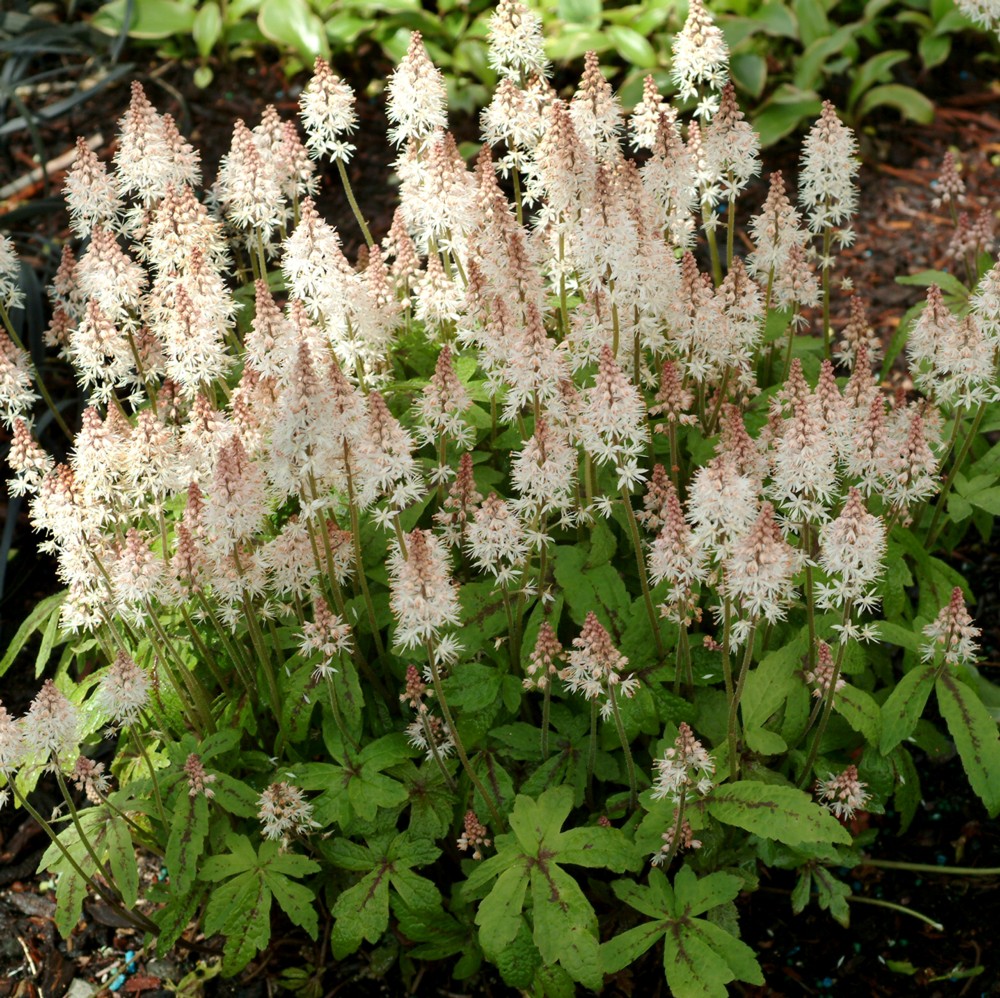Herzblatt\u002DSchaumbl\u00FCte\u0020\u0028Tiarella\u0020cordifolia\u0029\u0020Spring\u0020Symphony' Herzblatt\u002DSchaumbl\u00FCte\u0020\u0028Tiarella\u0020cordifolia\u0029\u0020Spring\u0020Symphony'