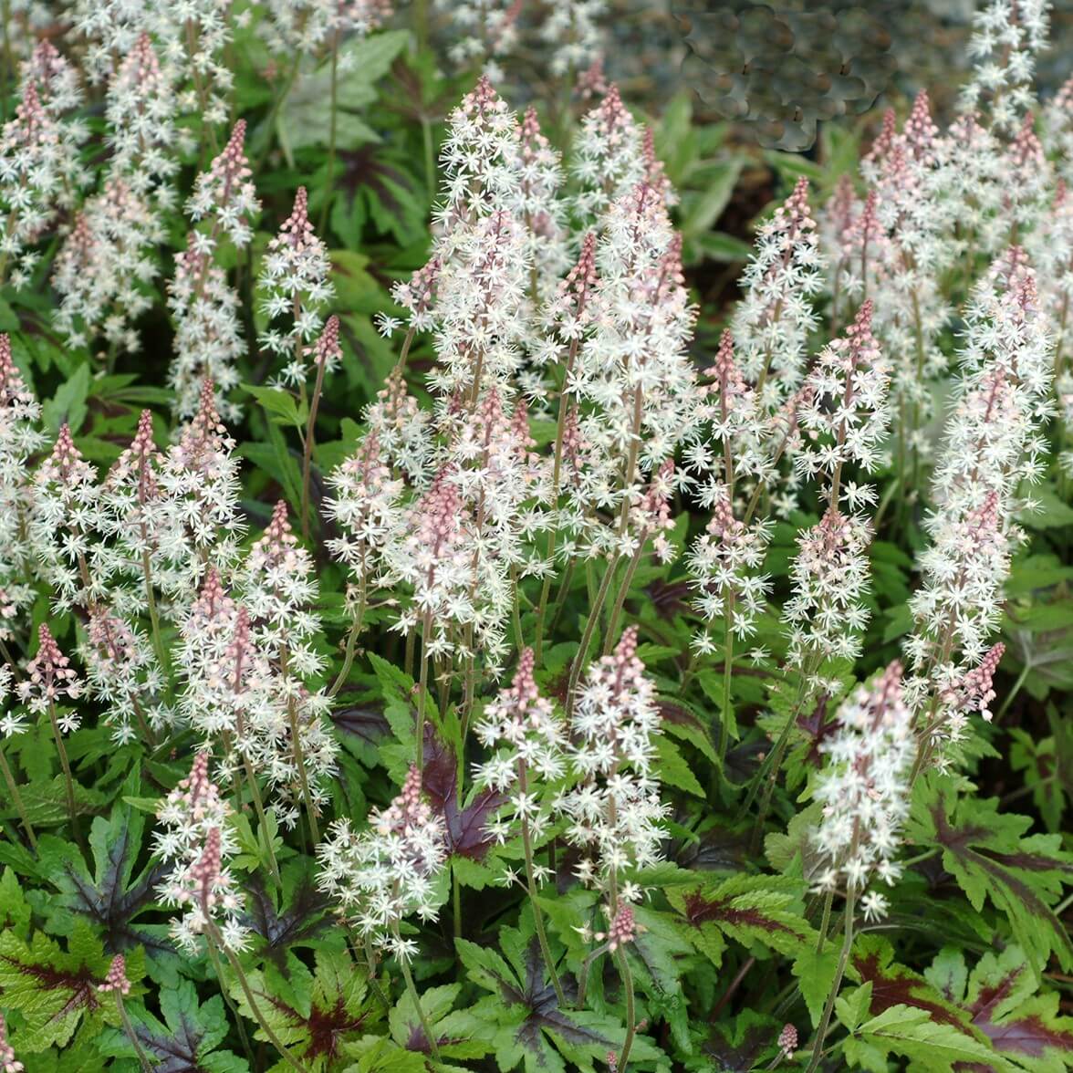 Herzblatt\u002DSchaumbl\u00FCte\u0020\u0028Tiarella\u0020cordifolia\u0029\u0020Sugar\u0020and\u0020spice' Herzblatt\u002DSchaumbl\u00FCte\u0020\u0028Tiarella\u0020cordifolia\u0029\u0020Sugar\u0020and\u0020spice'