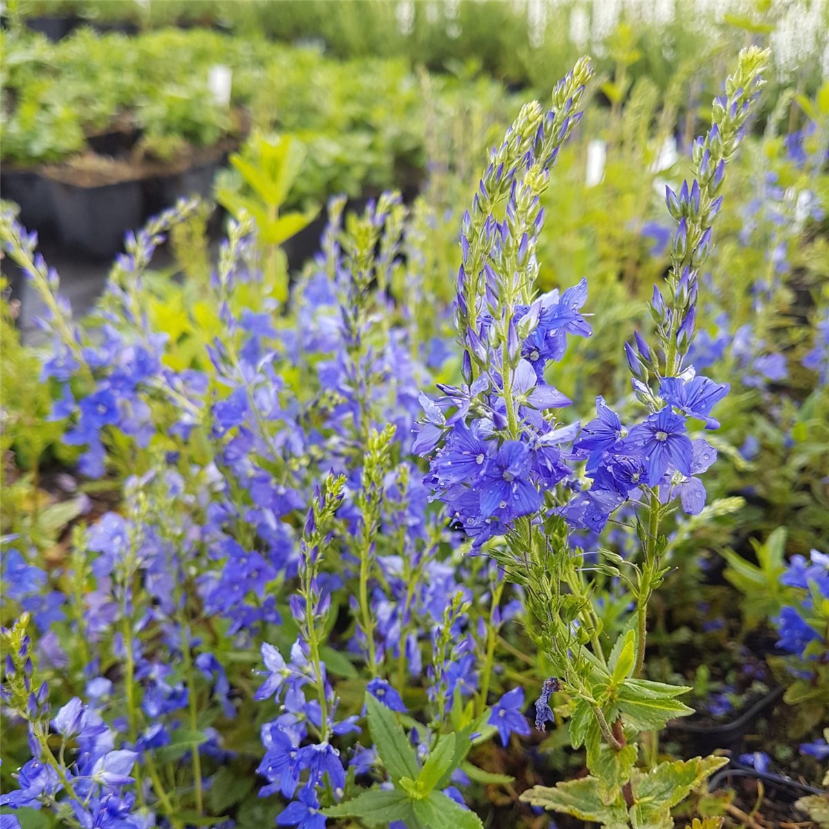 Ehrenpreis\u0020\u0028Veronica\u0020teucrium\u0029\u0020Knallblau' Ehrenpreis\u0020\u0028Veronica\u0020teucrium\u0029\u0020Knallblau'