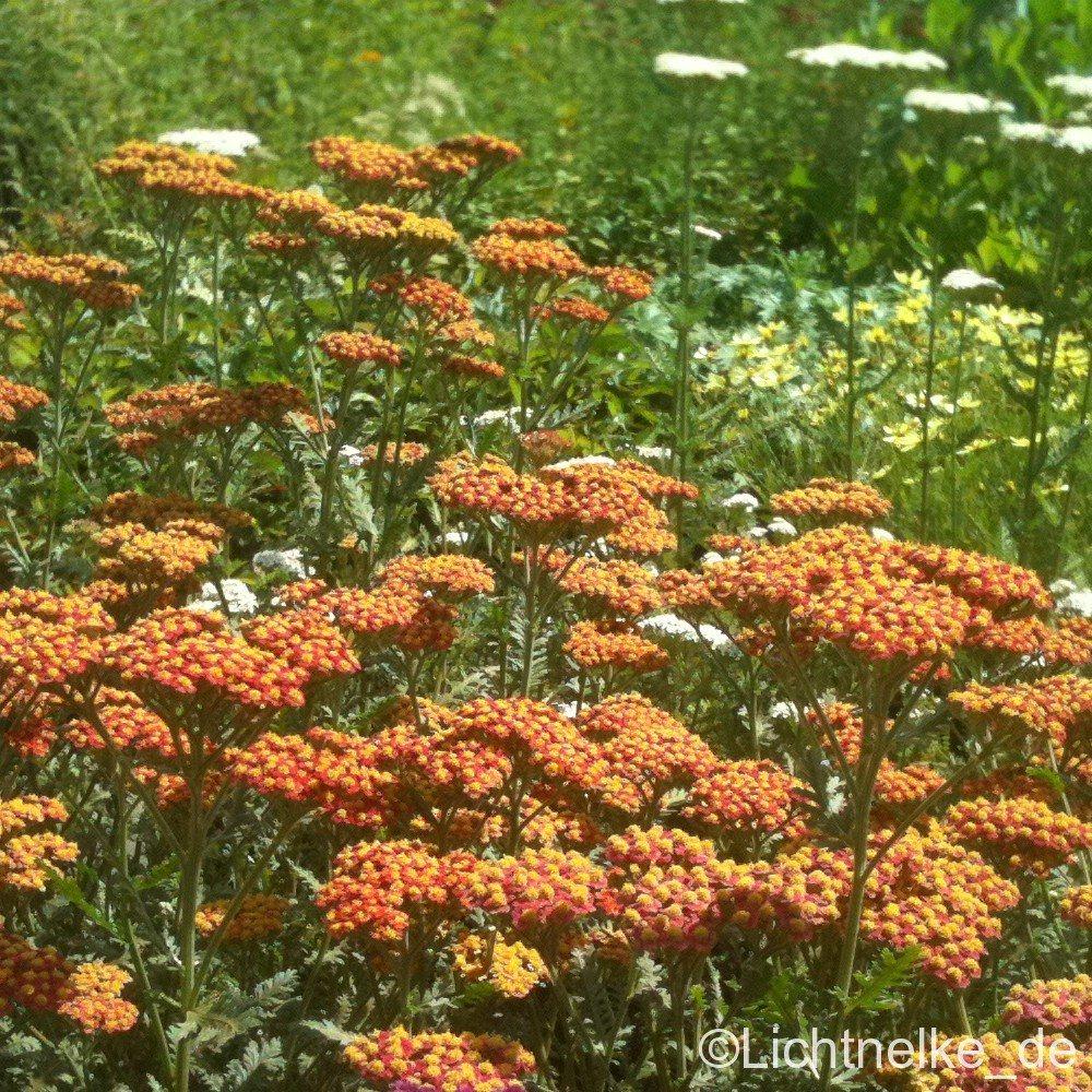Schafgarbe\u0020\u0020\u0028Achillea\u0020filipendula\u0020hybr.\u0029\u0020Walter\u0020Funcke' Schafgarbe\u0020\u0020\u0028Achillea\u0020filipendula\u0020hybr.\u0029\u0020Walter\u0020Funcke'