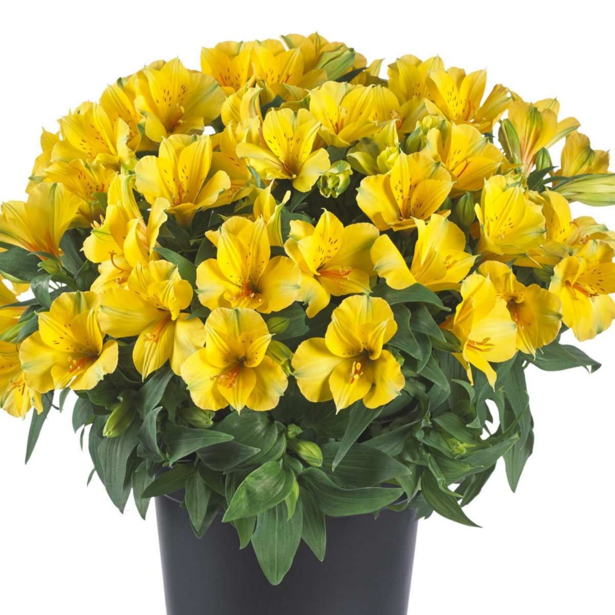 Inkalilie\u0020\u0028Alstroemeria\u0029\u0020COLORITA\u0020Lisa\u00AE' Inkalilie\u0020\u0028Alstroemeria\u0029\u0020COLORITA\u0020Lisa\u00AE'