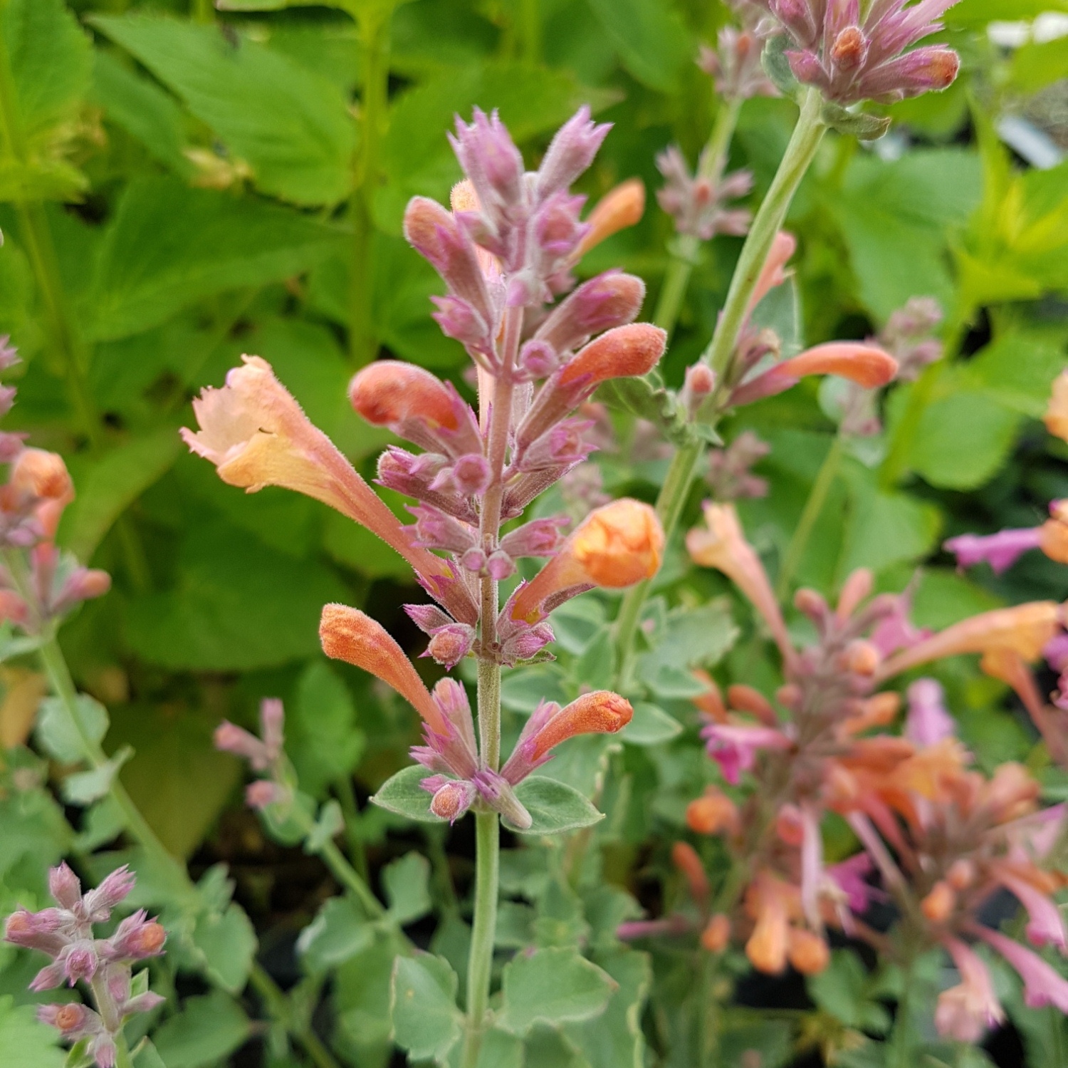 Duftnessel\u0020\u0028Agastache\u0029\u0020KUDOS\u0020Ambrosia' Duftnessel\u0020\u0028Agastache\u0029\u0020KUDOS\u0020Ambrosia'
