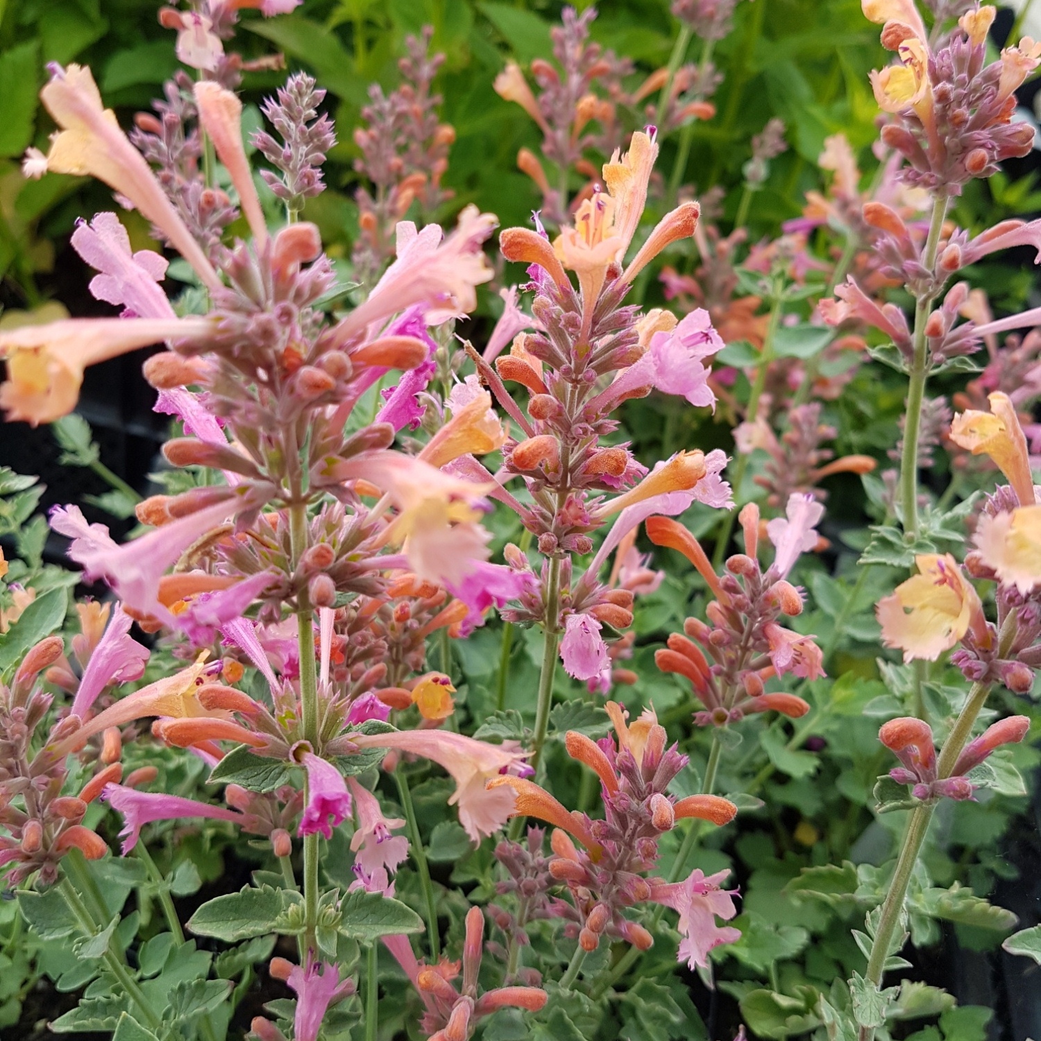 Duftnessel\u0020\u0028Agastache\u0029\u0020KUDOS\u0020Ambrosia' Duftnessel\u0020\u0028Agastache\u0029\u0020KUDOS\u0020Ambrosia'