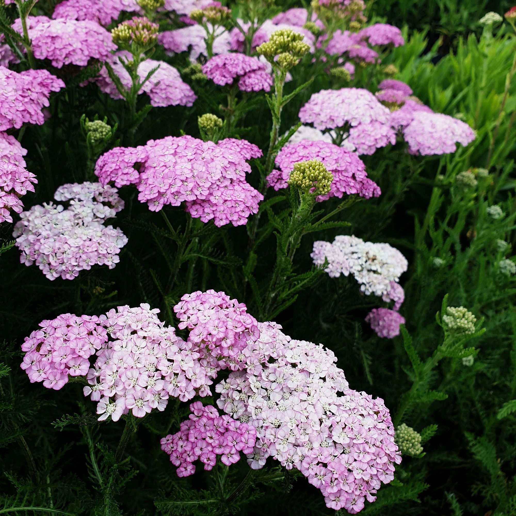 Schafgarbe\u0020\u0028Achillea\u0020millefolium\u0029\u0020Appleblossom' Schafgarbe\u0020\u0028Achillea\u0020millefolium\u0029\u0020Appleblossom'
